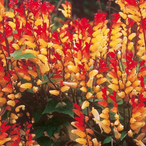 МИНА ЖЕЛТО - КРАСНЫЕ ЛИАНЫ ЗАМЕЧАТЕЛЬНЫЕ ЦВЕТЫ