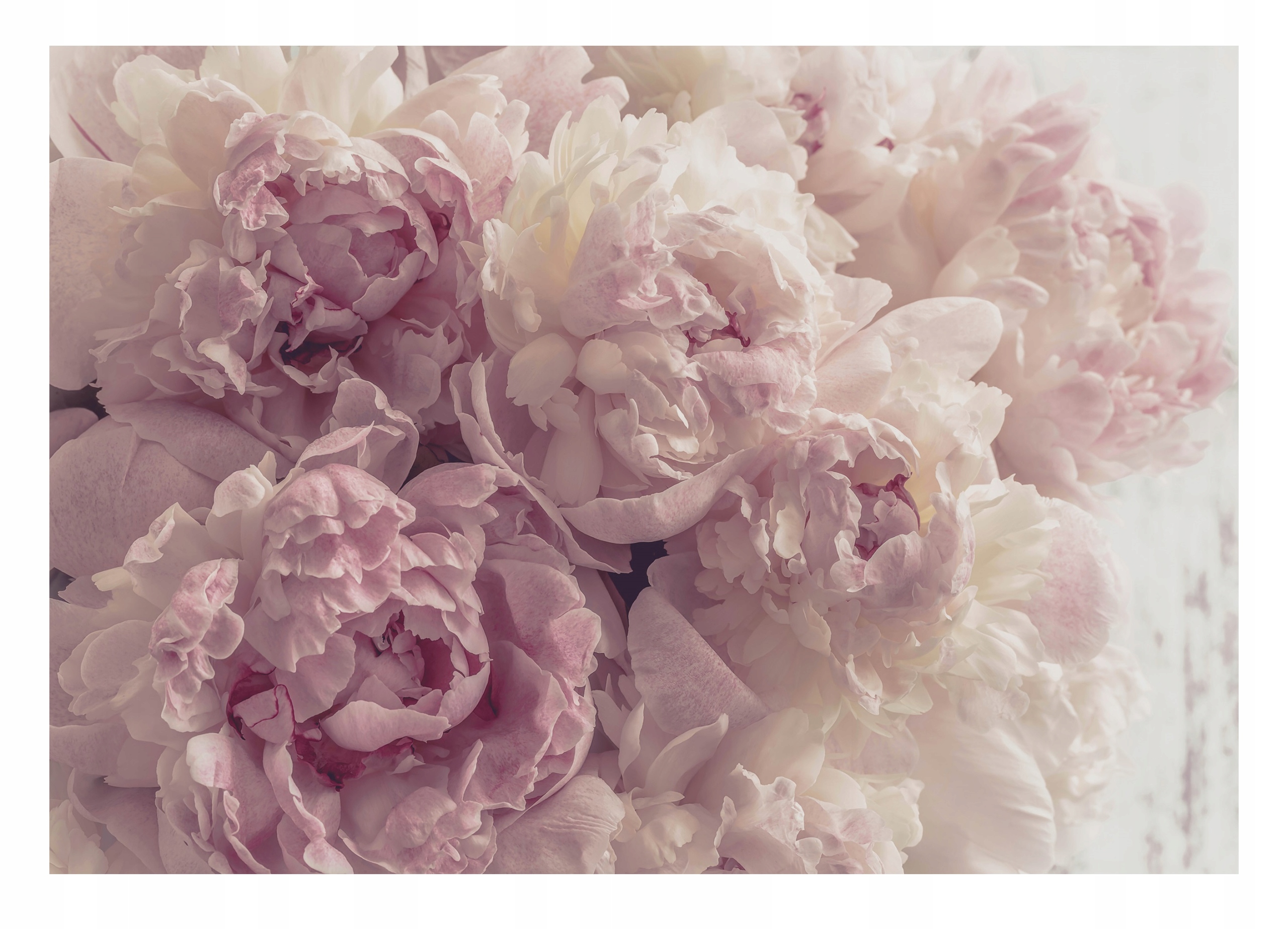 Fototapeta S Kvetmi Veľké Ružové Pivoňky 416x254