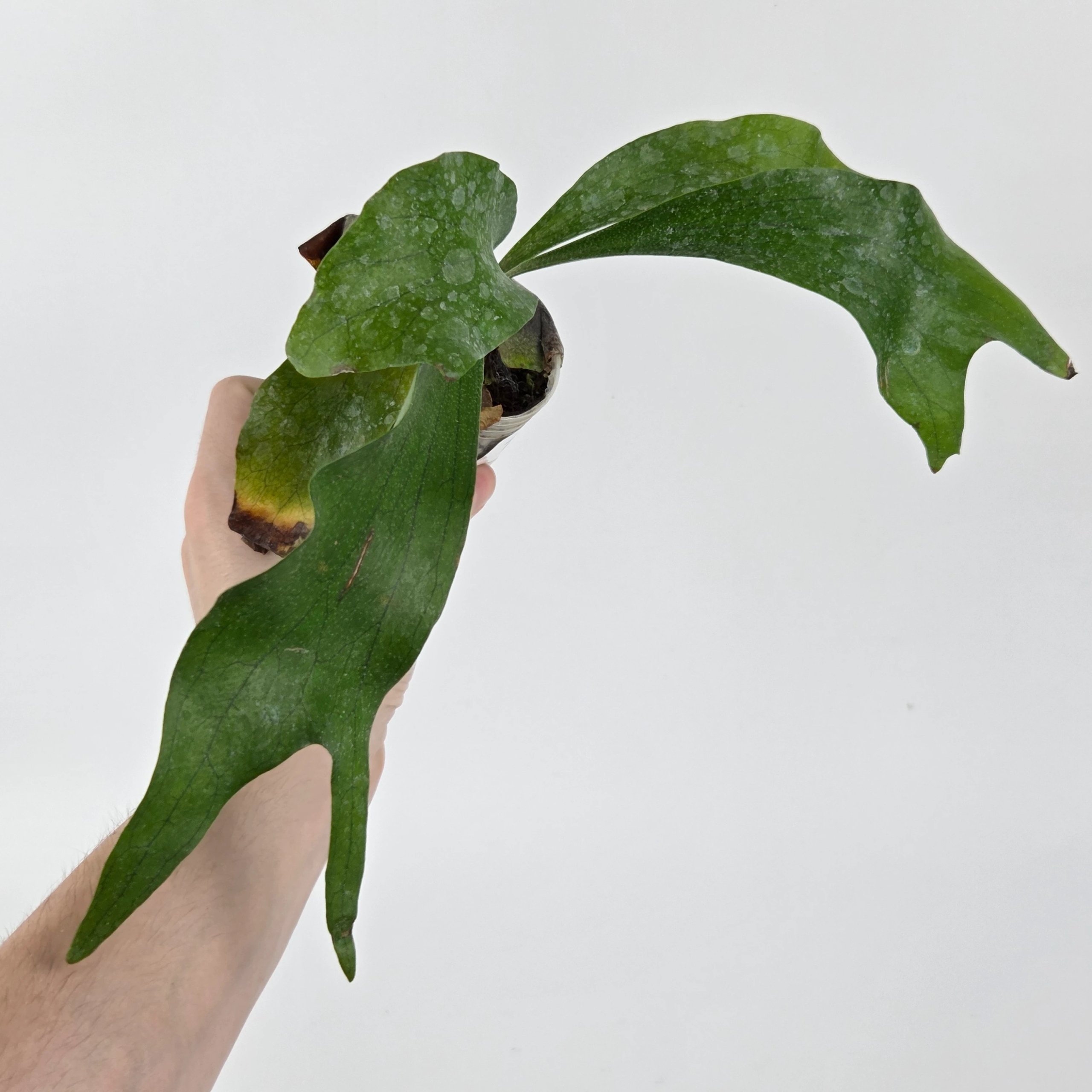 Platycerium Mt.lewis × hillii Trident Platycerium Mount Lewis