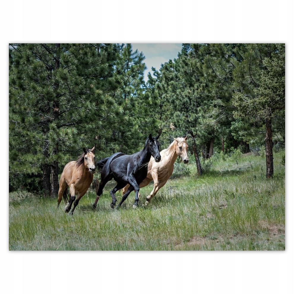 

Plakat 40x30 Koń Konie Jeździectwo