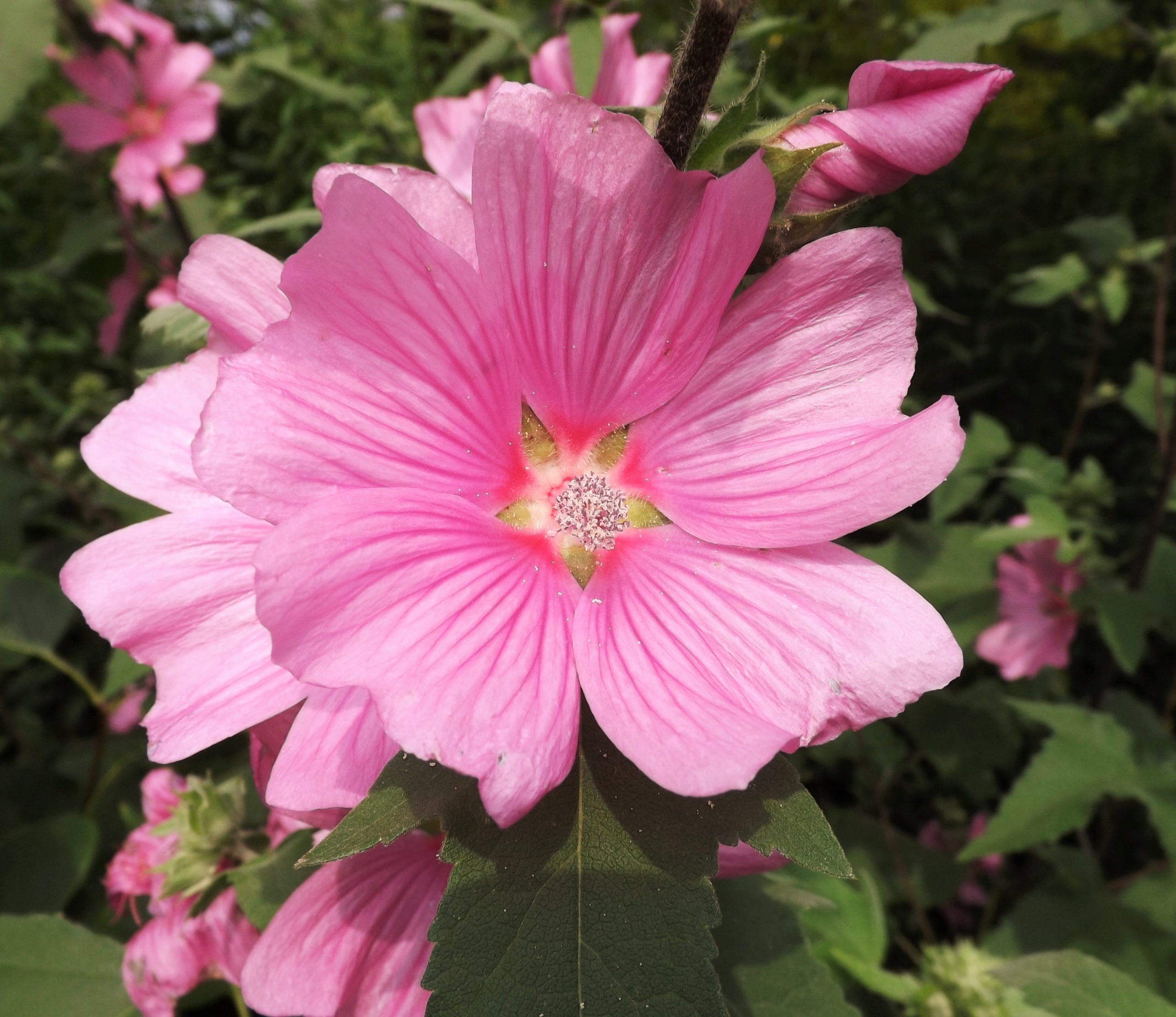 ДРЕВОВИДНАЯ МАЛЬВА-РОЗОВАЯ-ОБИЛЬНО ЦВЕТЕТ ДО ОСЕНИ