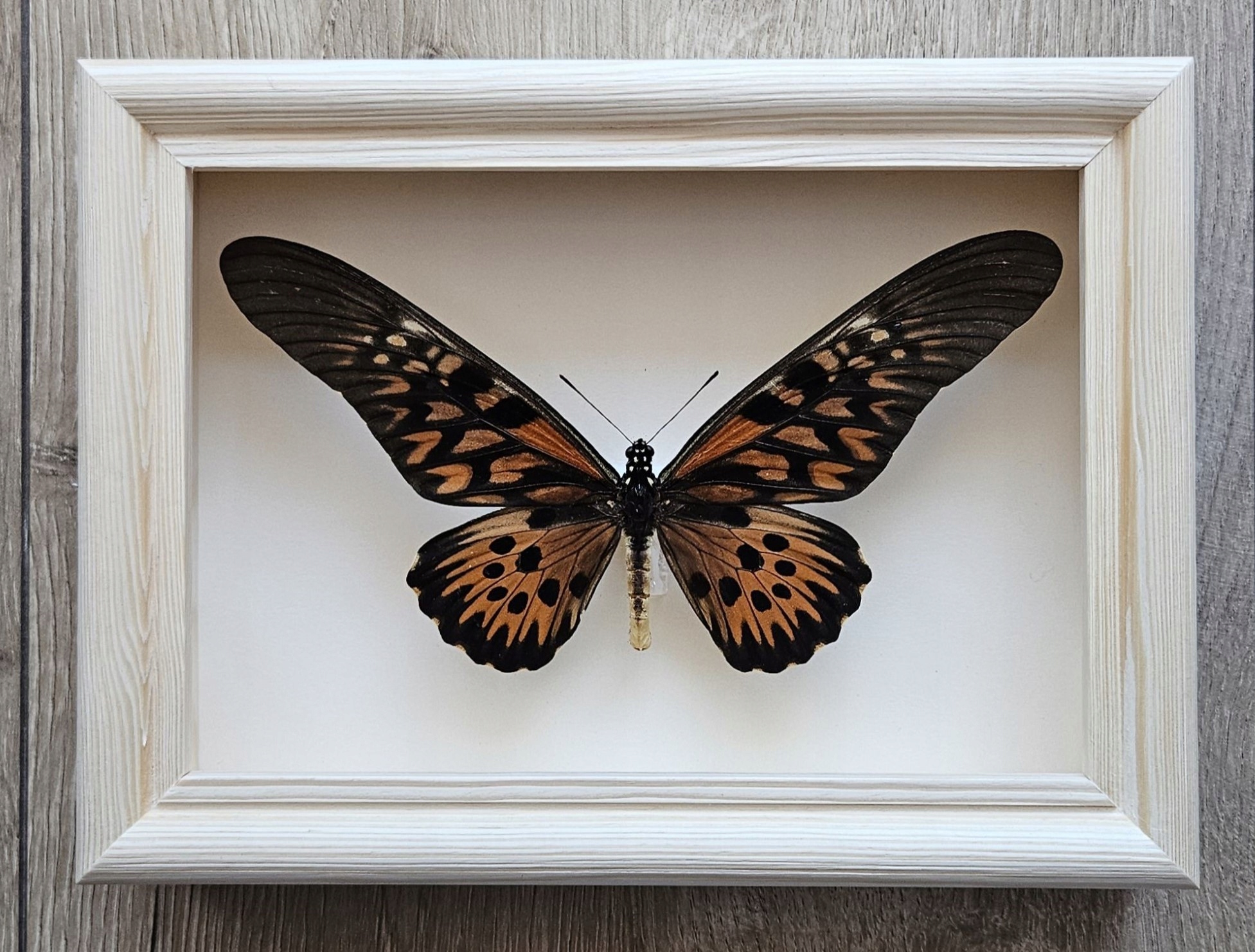 Motyl Papilio antimachus w gablotce .