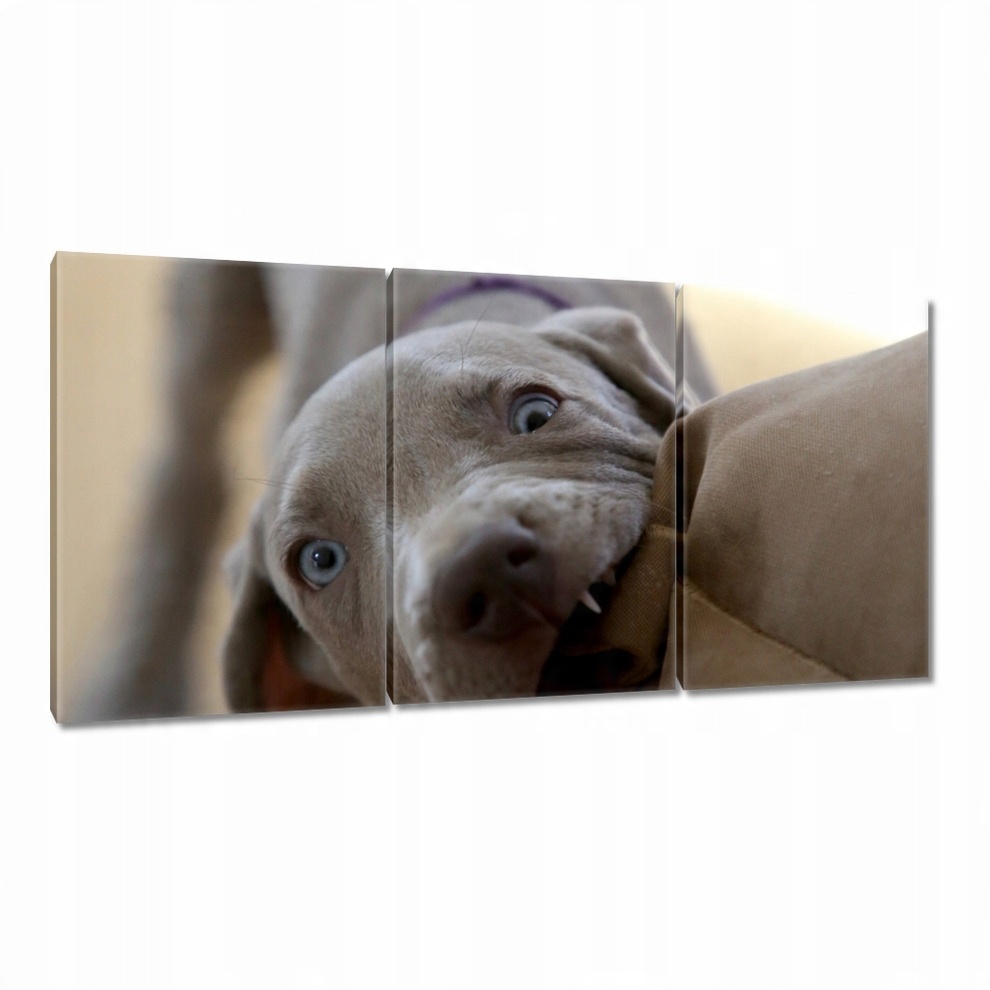 

Obrazy 120x60 Pies Piesek Psiaki