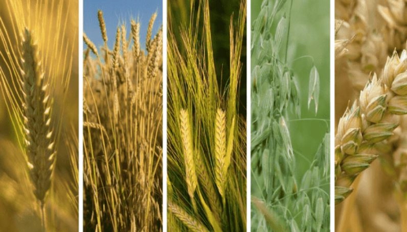 CHWASTOX TRIO 1L CHWASTY W TRAWIE BOISKA MNISZEK Kod producenta 537801