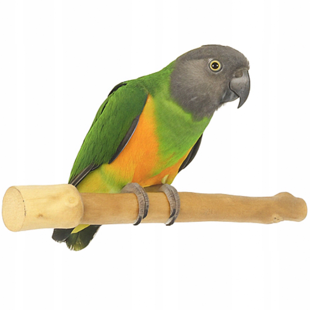 Žerď Java 25 cm vel.S Přírodní a odolné místo pro hraní pro papoušky