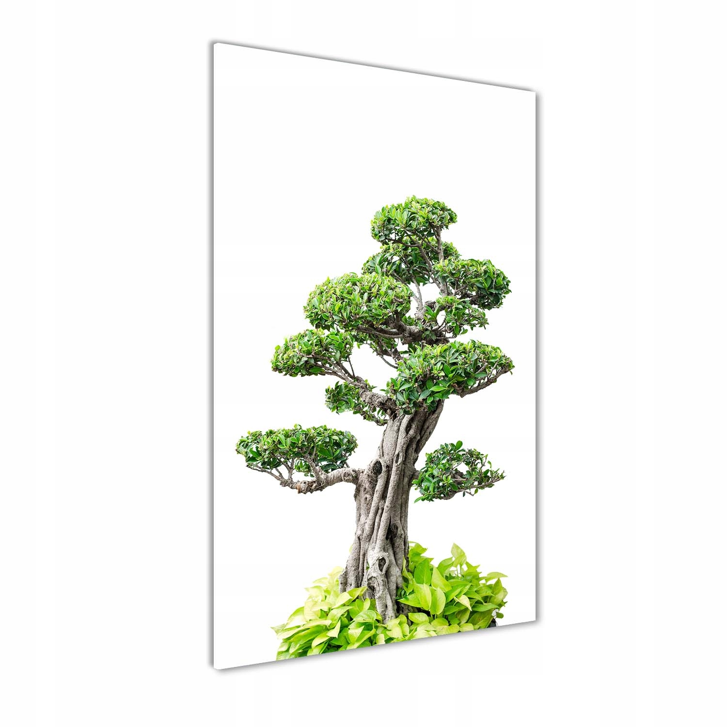 

Foto obraz akrylowy do salonu Drzewo bonsai 70x140