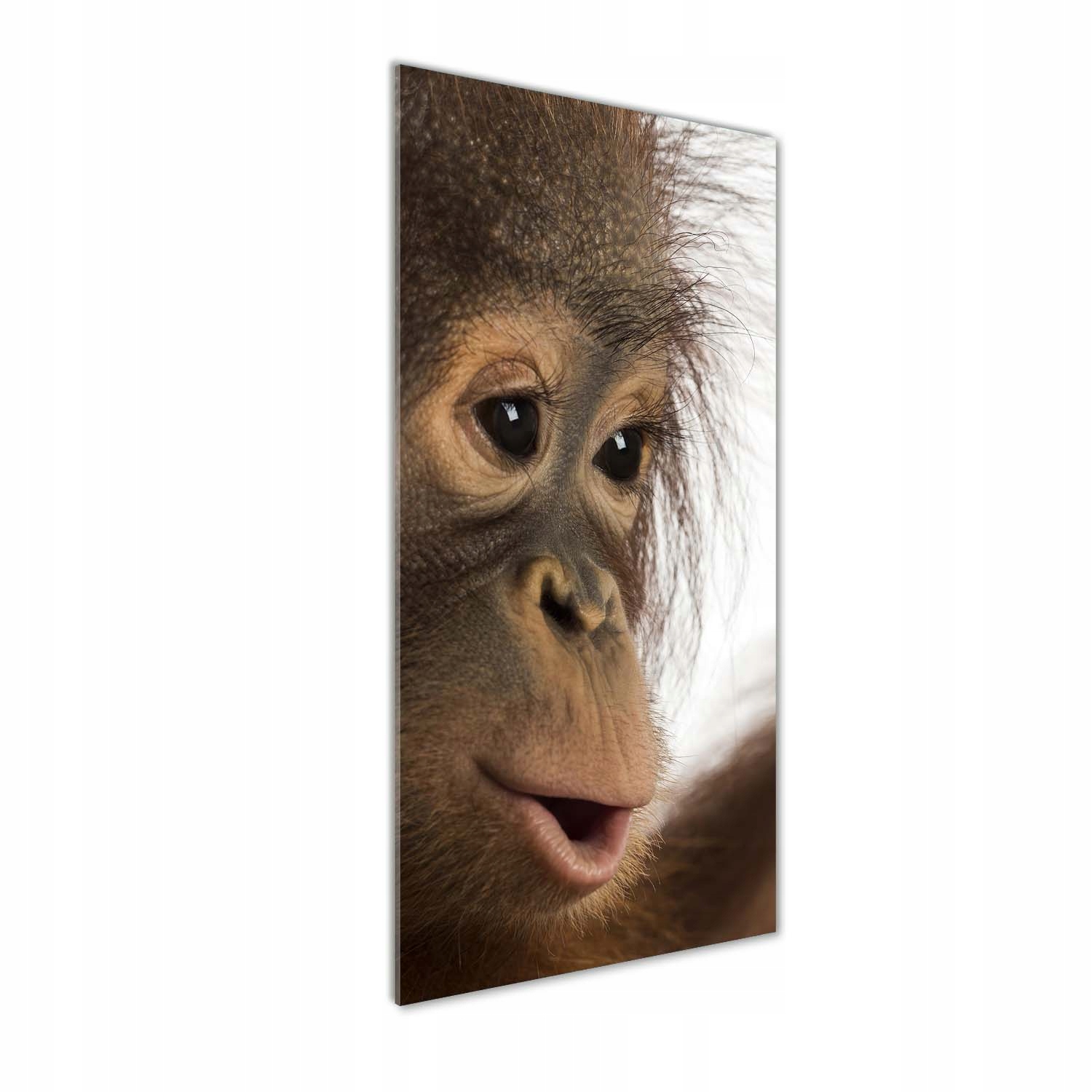 

Foto obraz na szkle pionowy Młody orangutan 50x125
