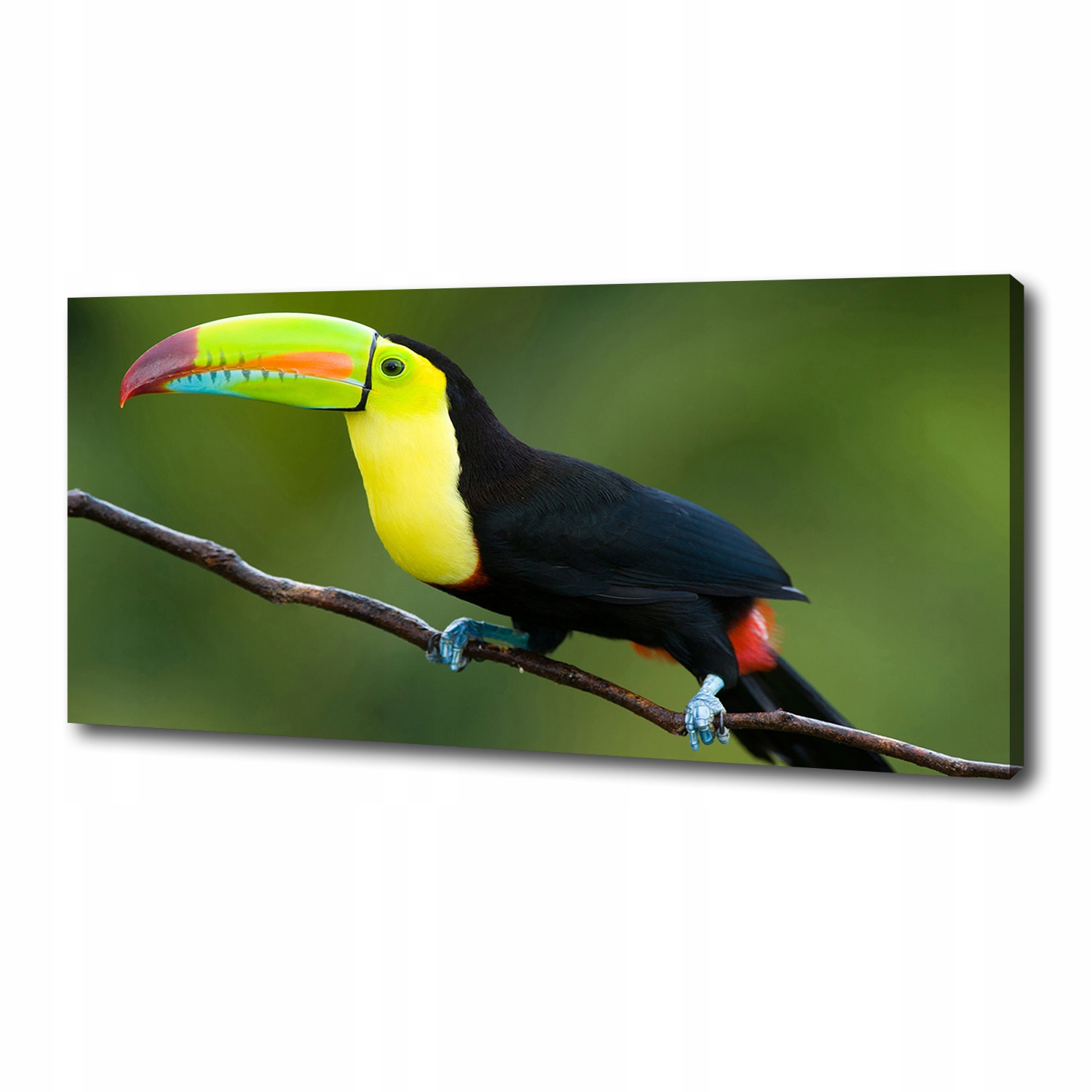 

Foto obraz ze zdjęcia do salonu Tukan 125x50 cm