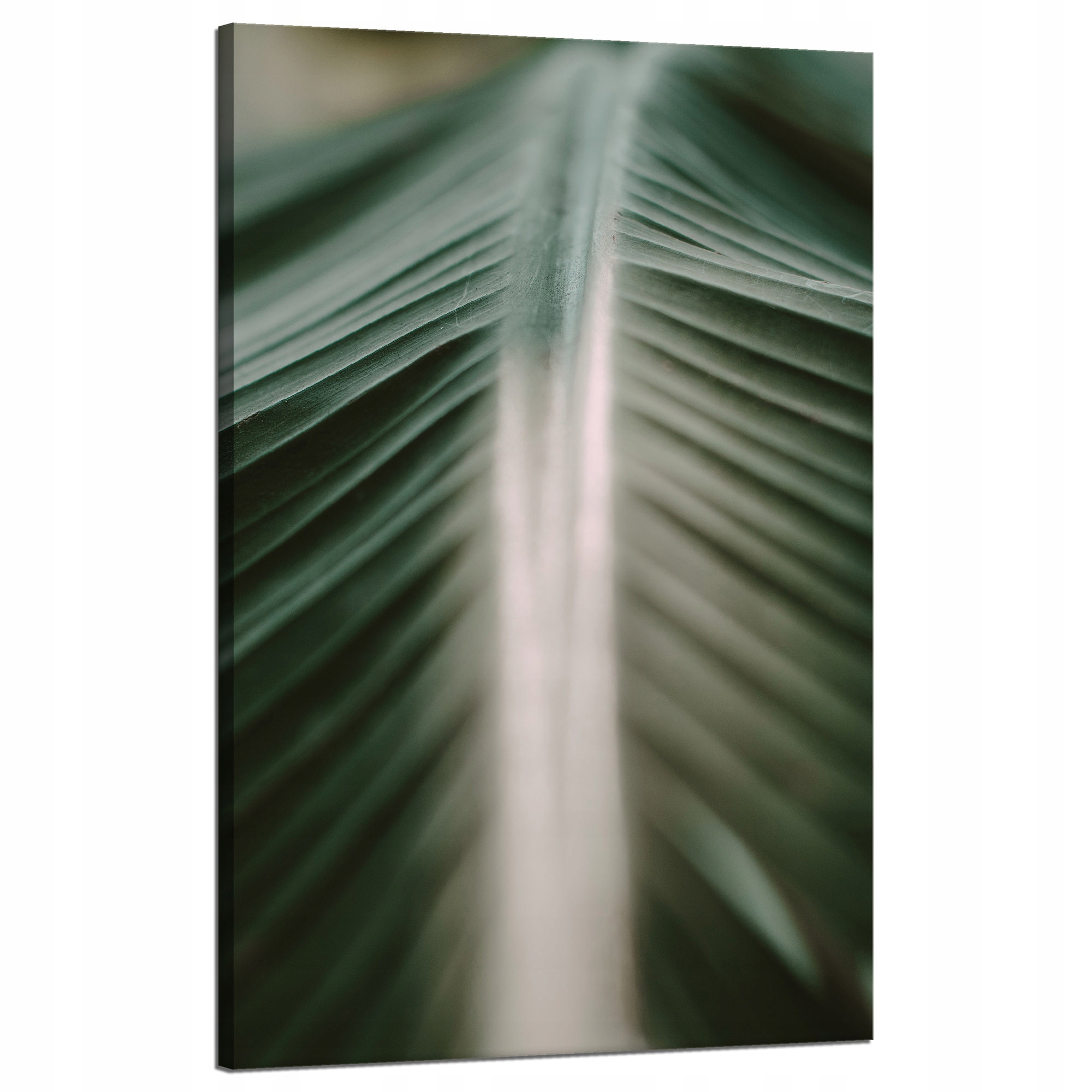 Obraz na plátně Příroda List Palmy 50x80