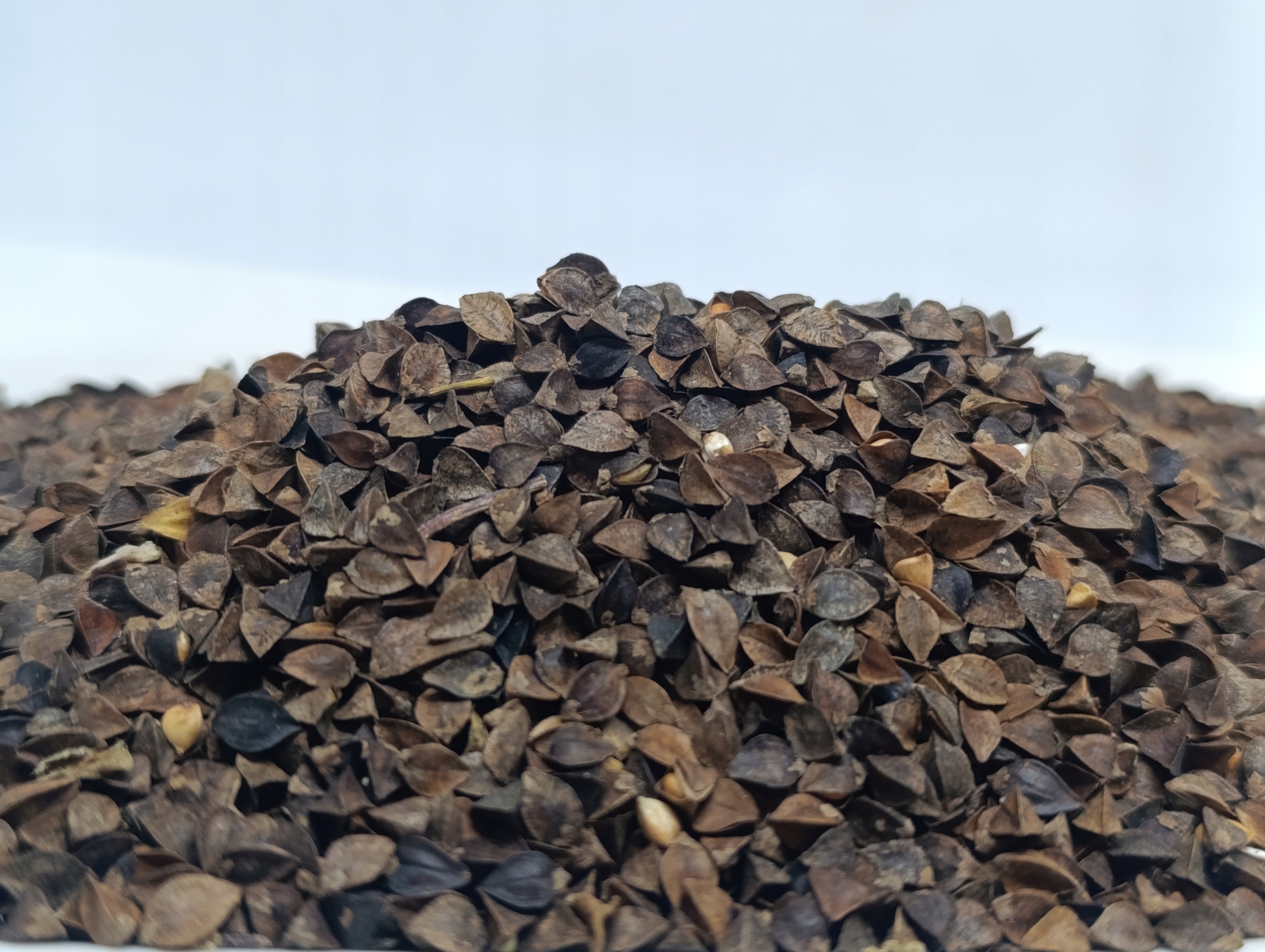 Levně Gryka Polska Medonosná rostlina Semena pohanky Meziplodina 10 kg