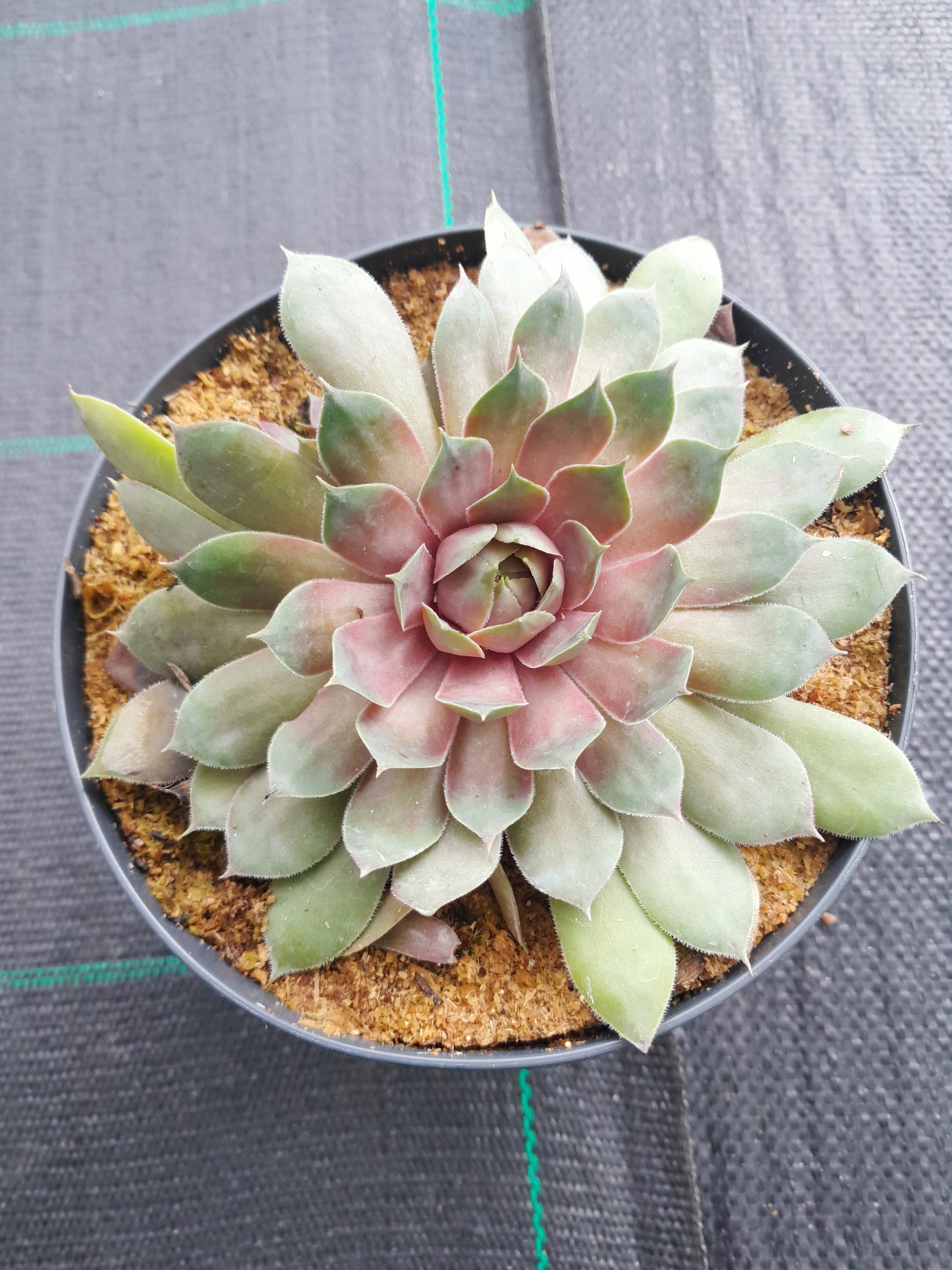 Rojnik BigSam Pink Pomelo