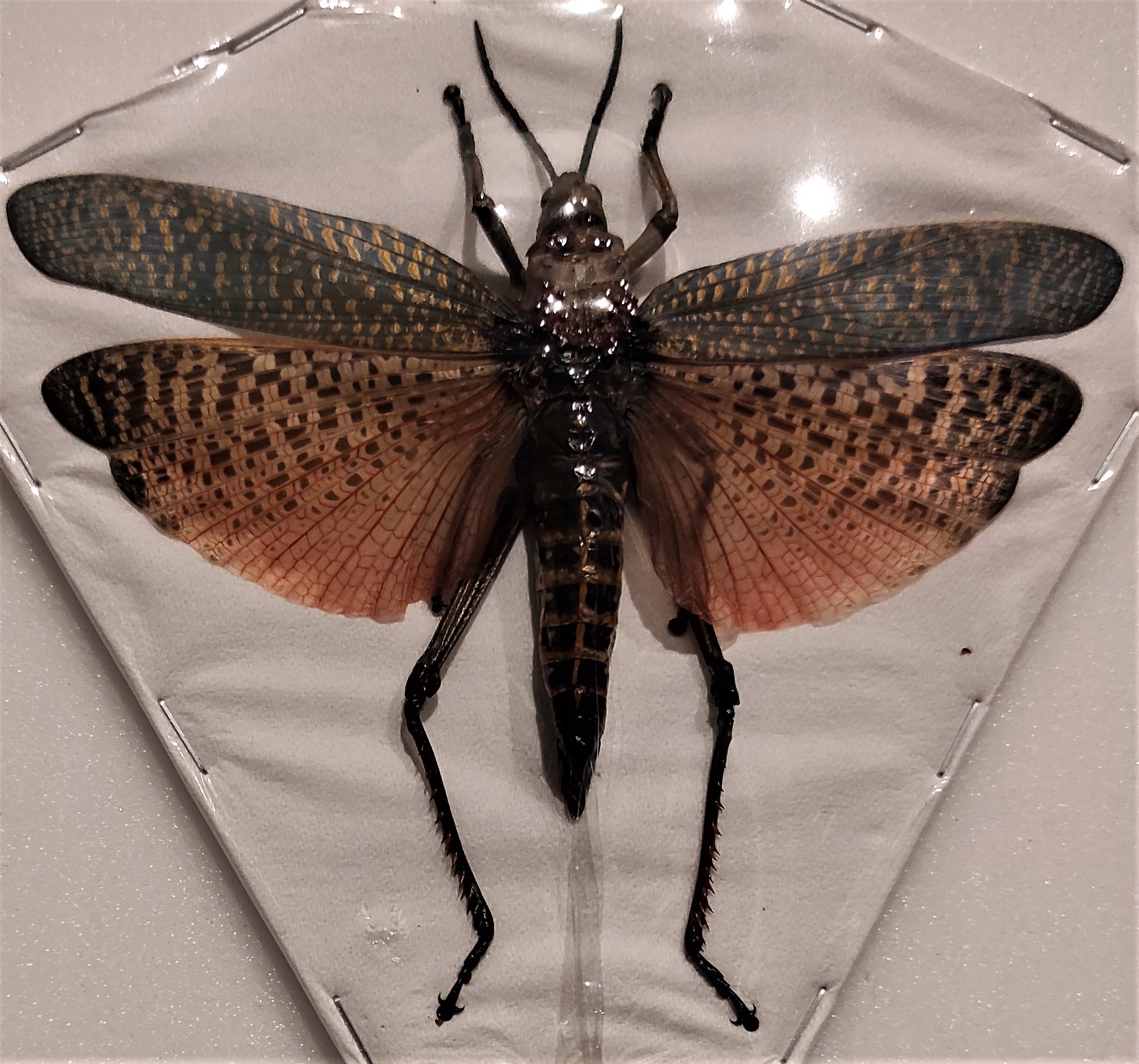 Саранча Phymateus saxosus самка .