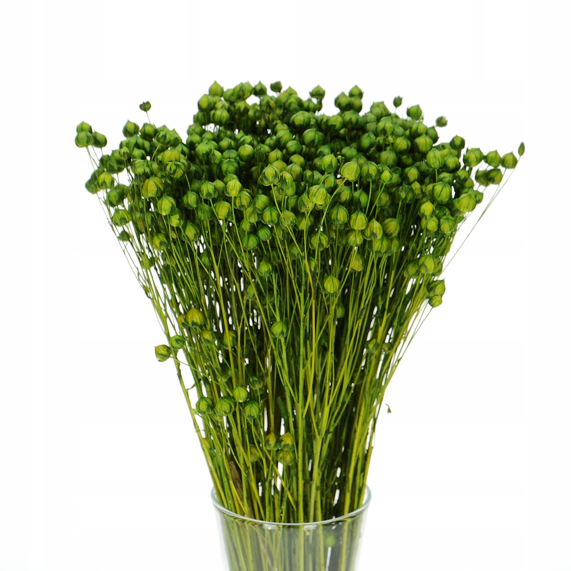 

Suszony len zielony suszone kwiaty suszki