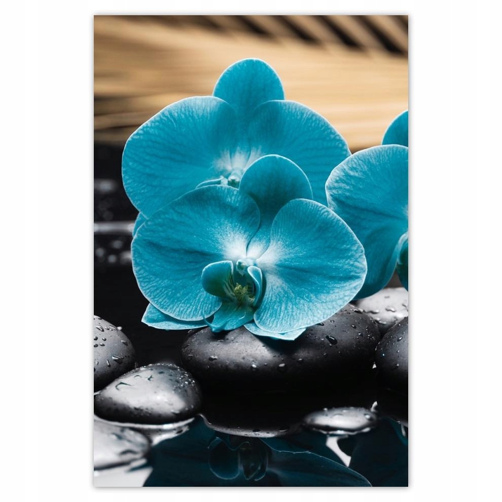 

Plakaty 40x60 Turkusowy storczyk Kwiat