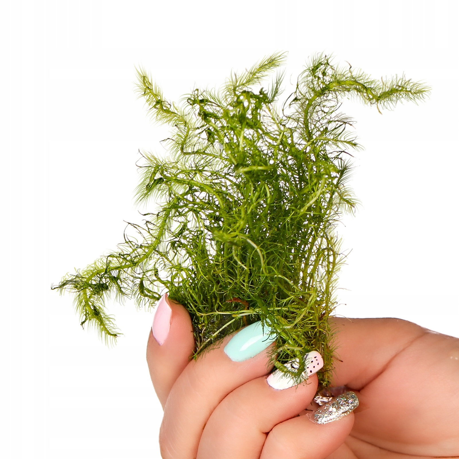 ROŚLINA DO AKWARIUM Bacopa Myriophylloides BAKOPA OŁÓWKOWA SADZONKA W ŻELU