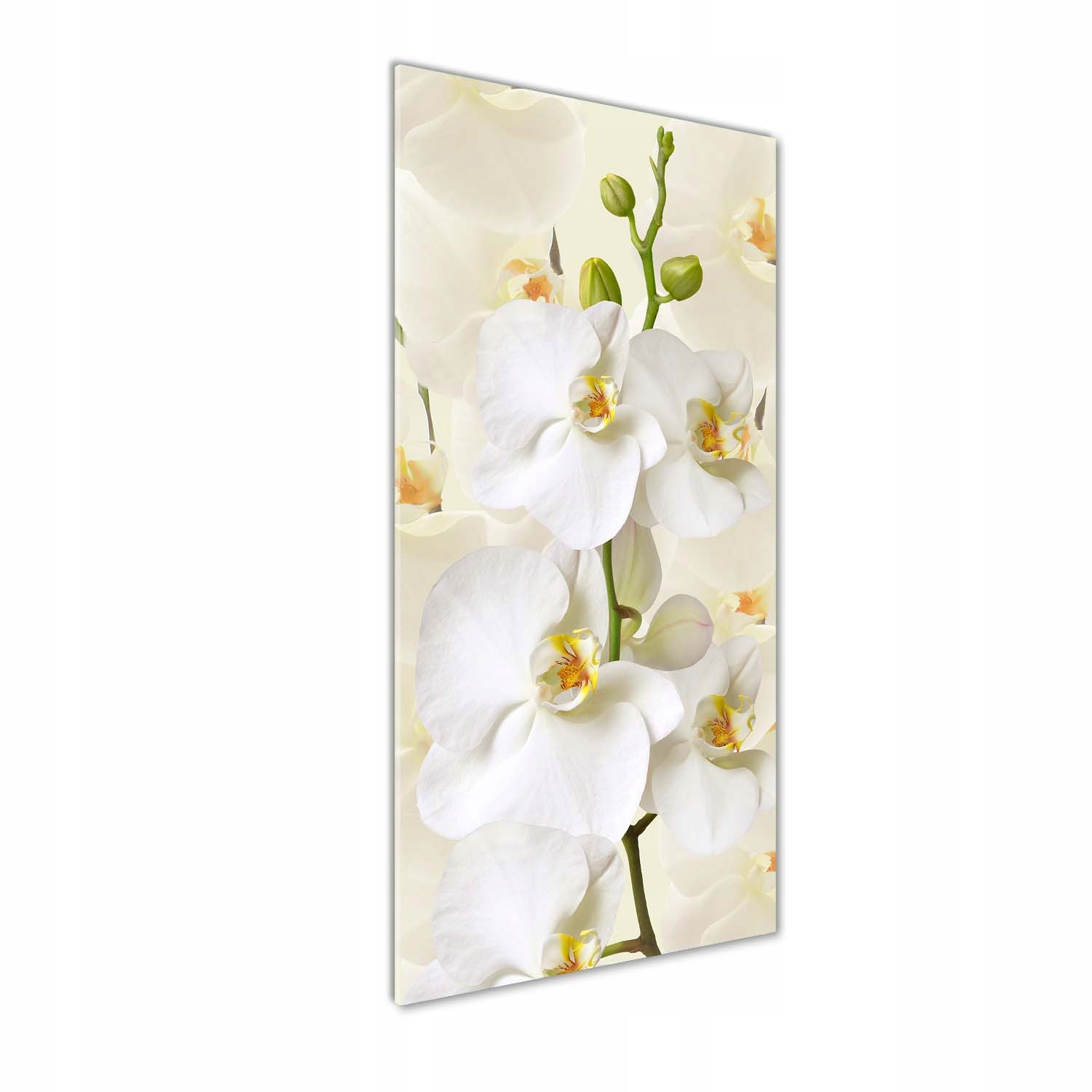 

Foto obraz akryl do salonu Biała orchidea 50x125cm