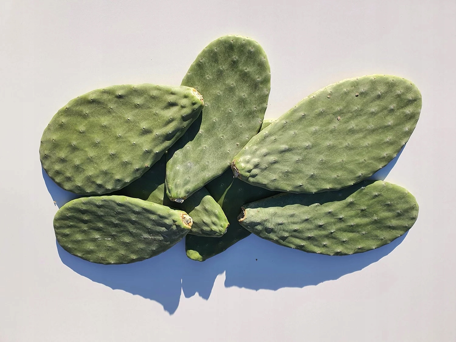 Levně Vločky Opuncie krmivo pro želvy legwana agamy a bičogony 2,5 kg