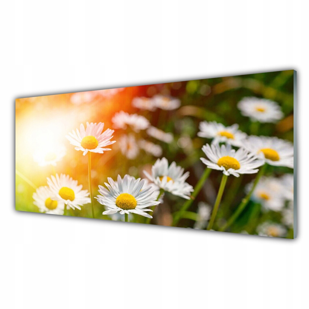 

Fotoobraz akryl 125x50 Stokrotki Kwiaty Promienie