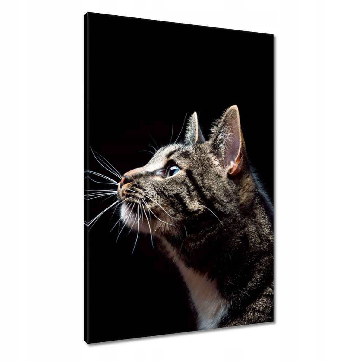 Obrazy 60x90 Rasová velká kočička kočka