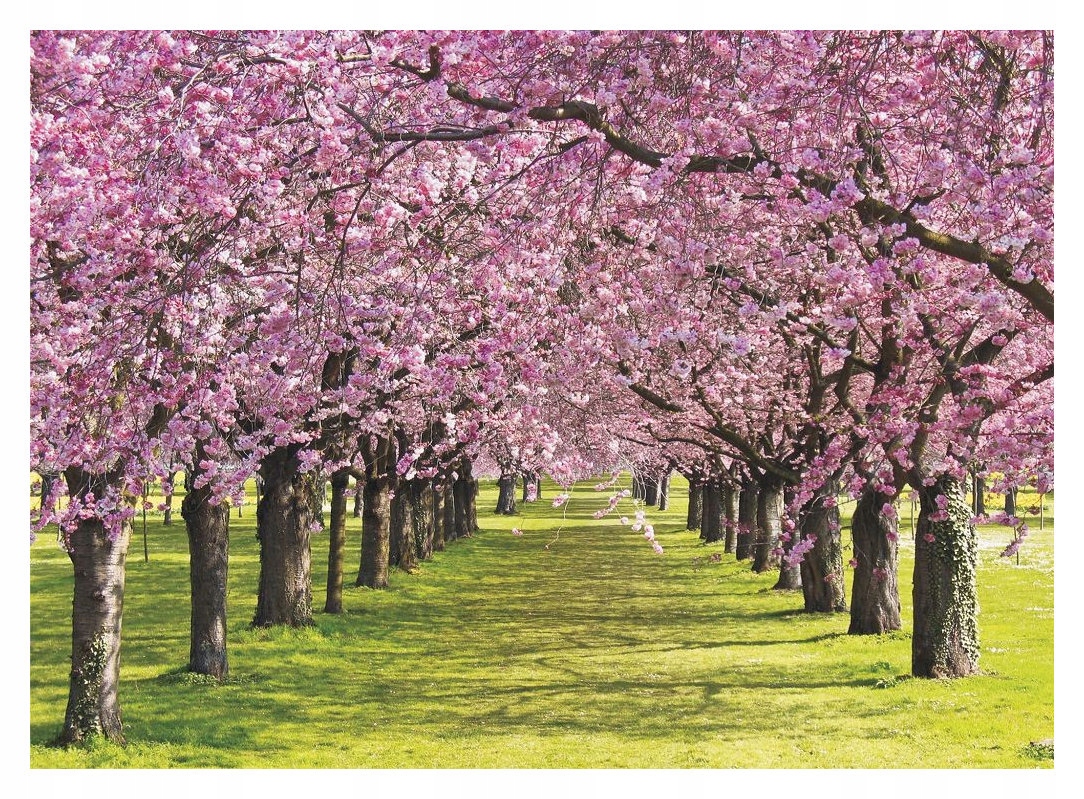 Fototapeta Kvetoucí alej Sakury vinylová jaro park 208x146 lepidlo