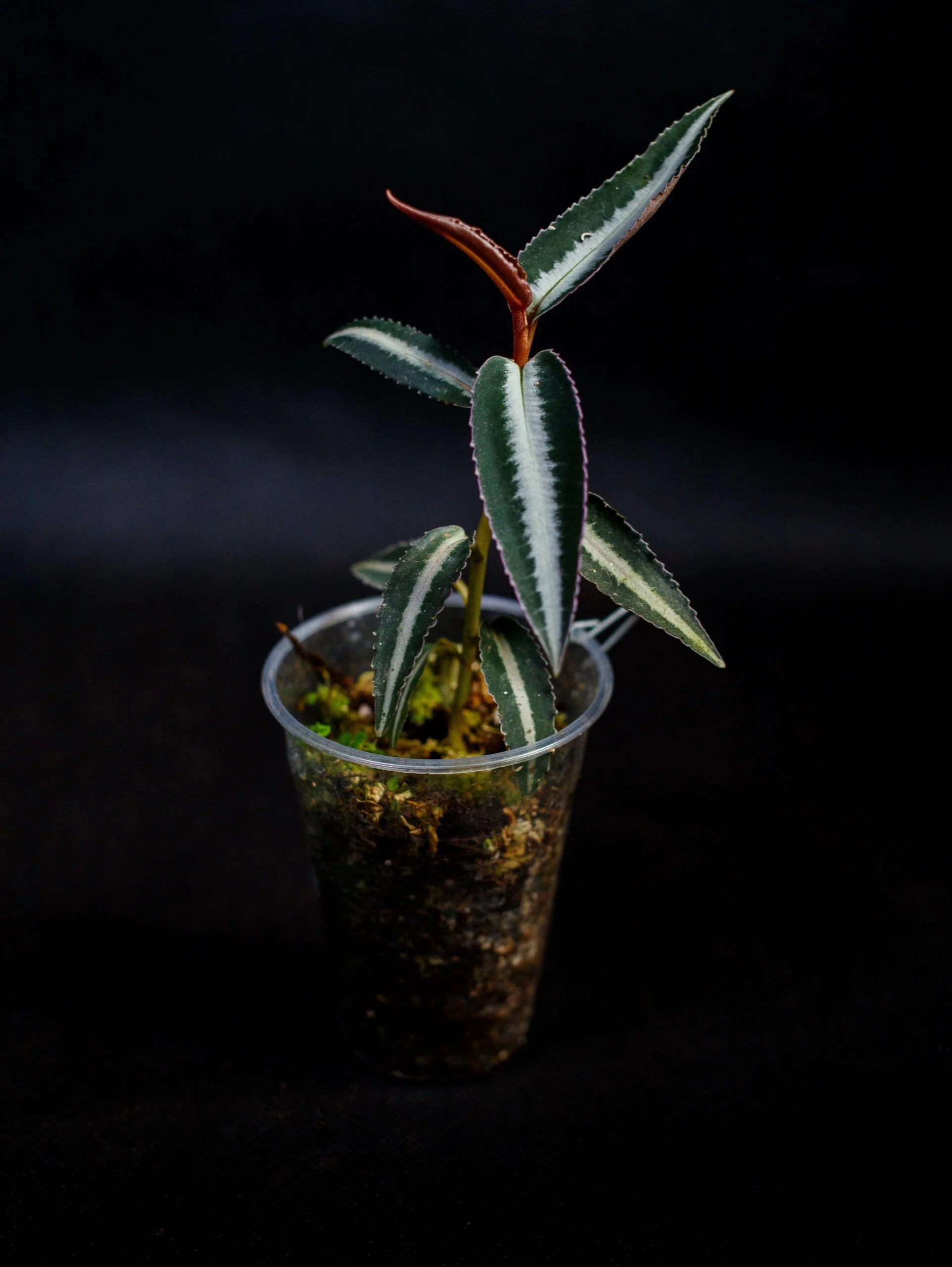 Levně Labisia pumila „Pink“