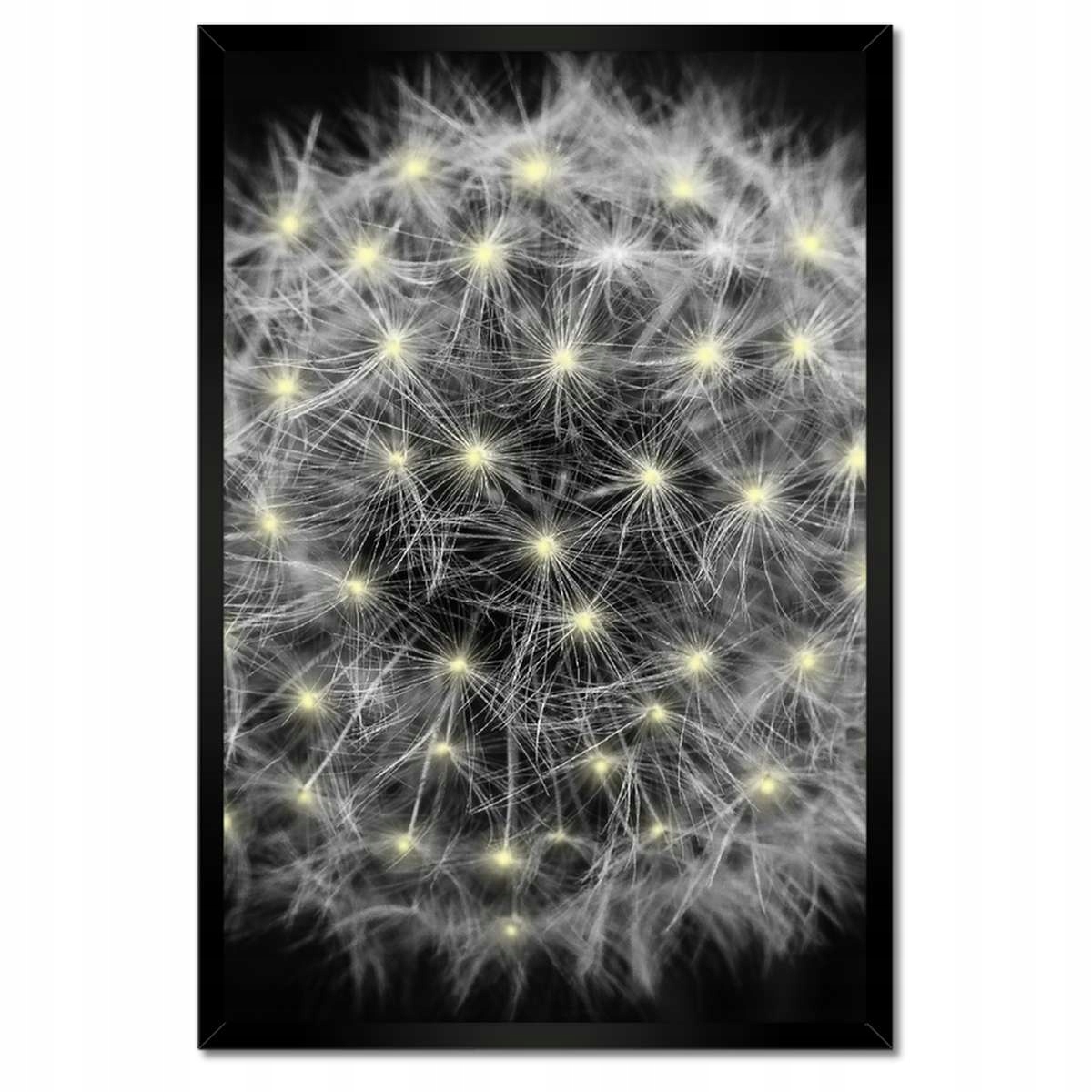 Plakáty v rámu 40x60 Pampeliška Květina Květiny