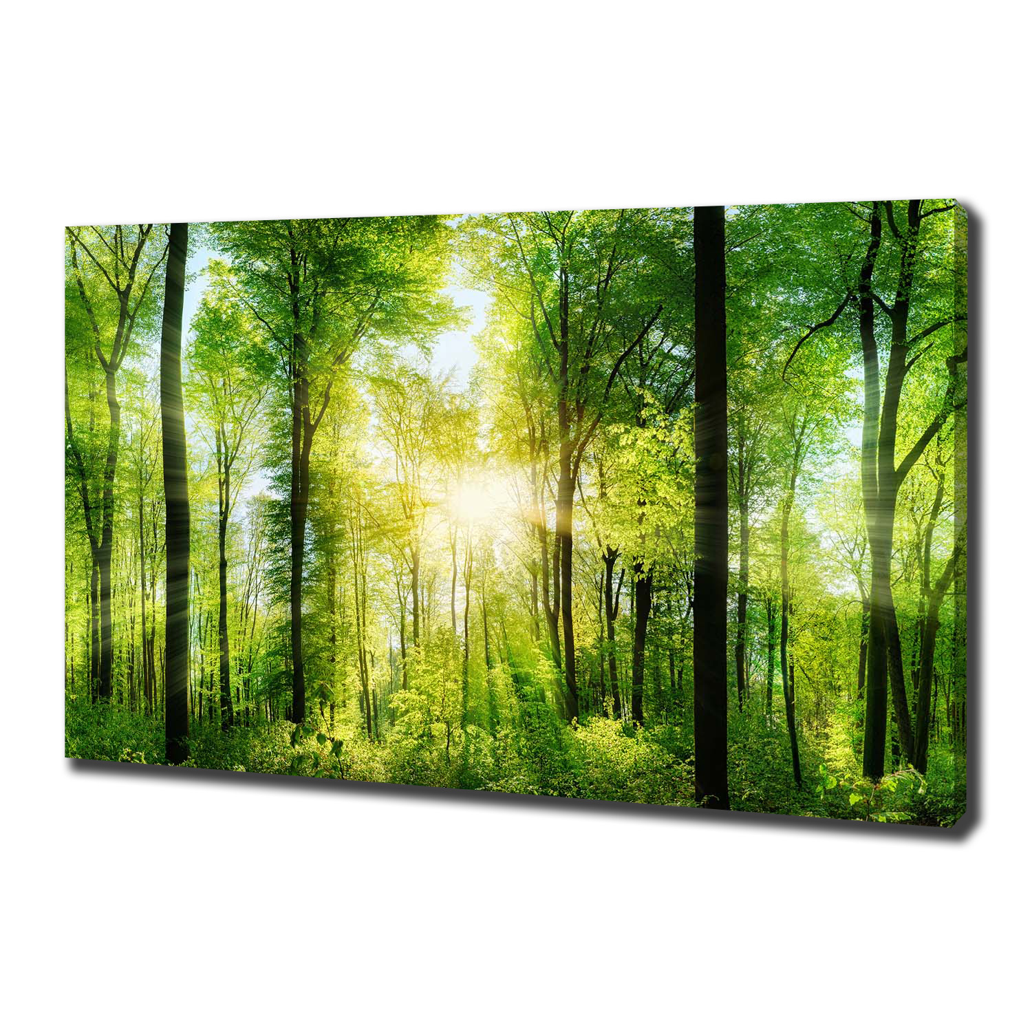 

Duży foto obraz na płótnie Las w słońcu 100x70 cm