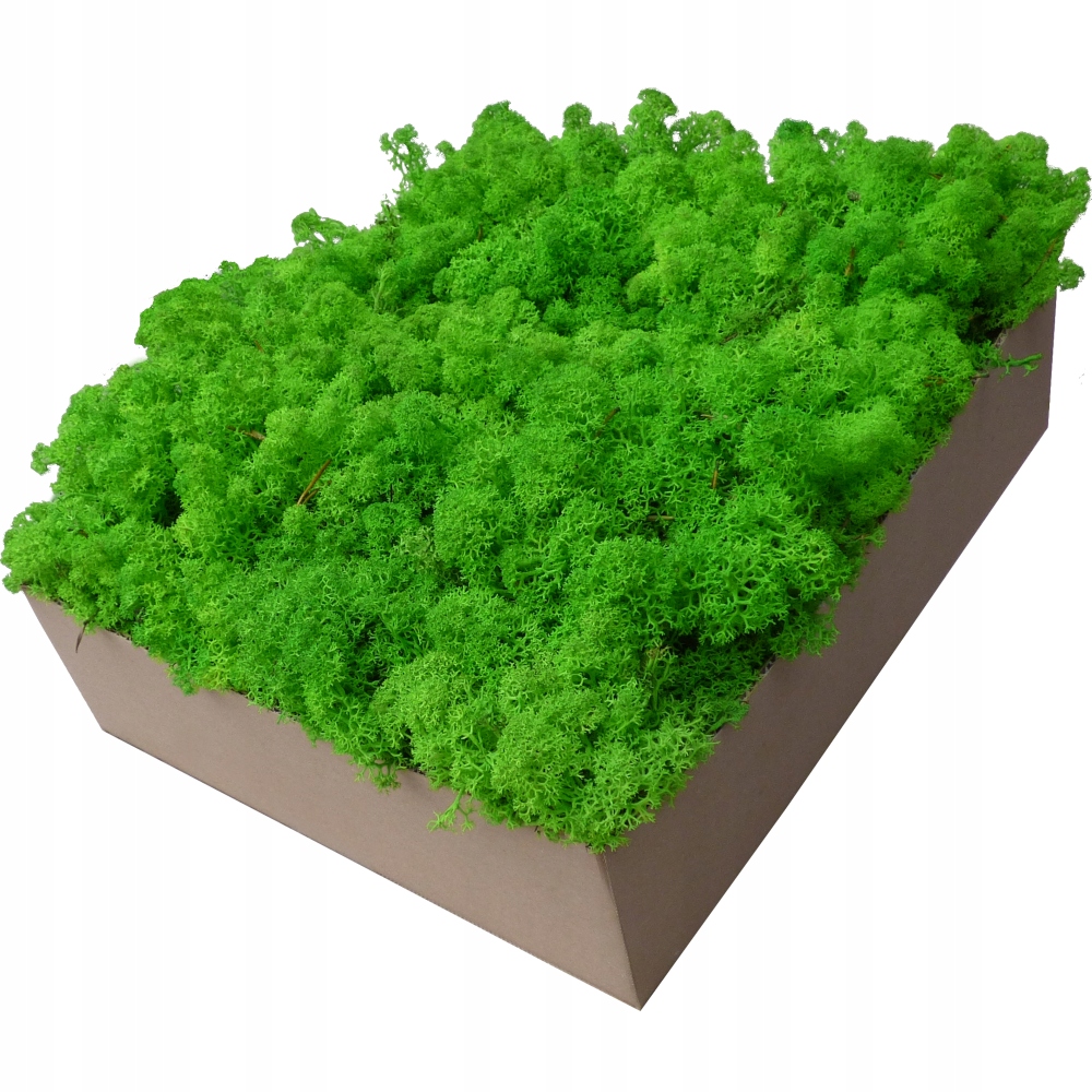 Mech Chrobotek Trawiasta Żywa Zieleń 600g