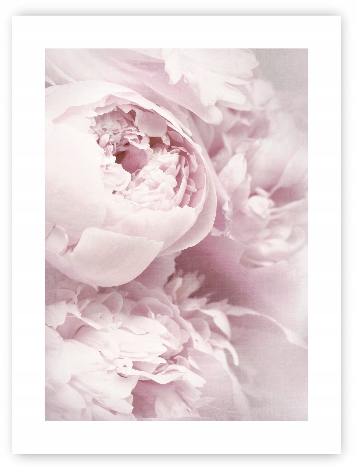 PIWONIE PEONIE KWIATY plakat 30x40 cm obraz #120