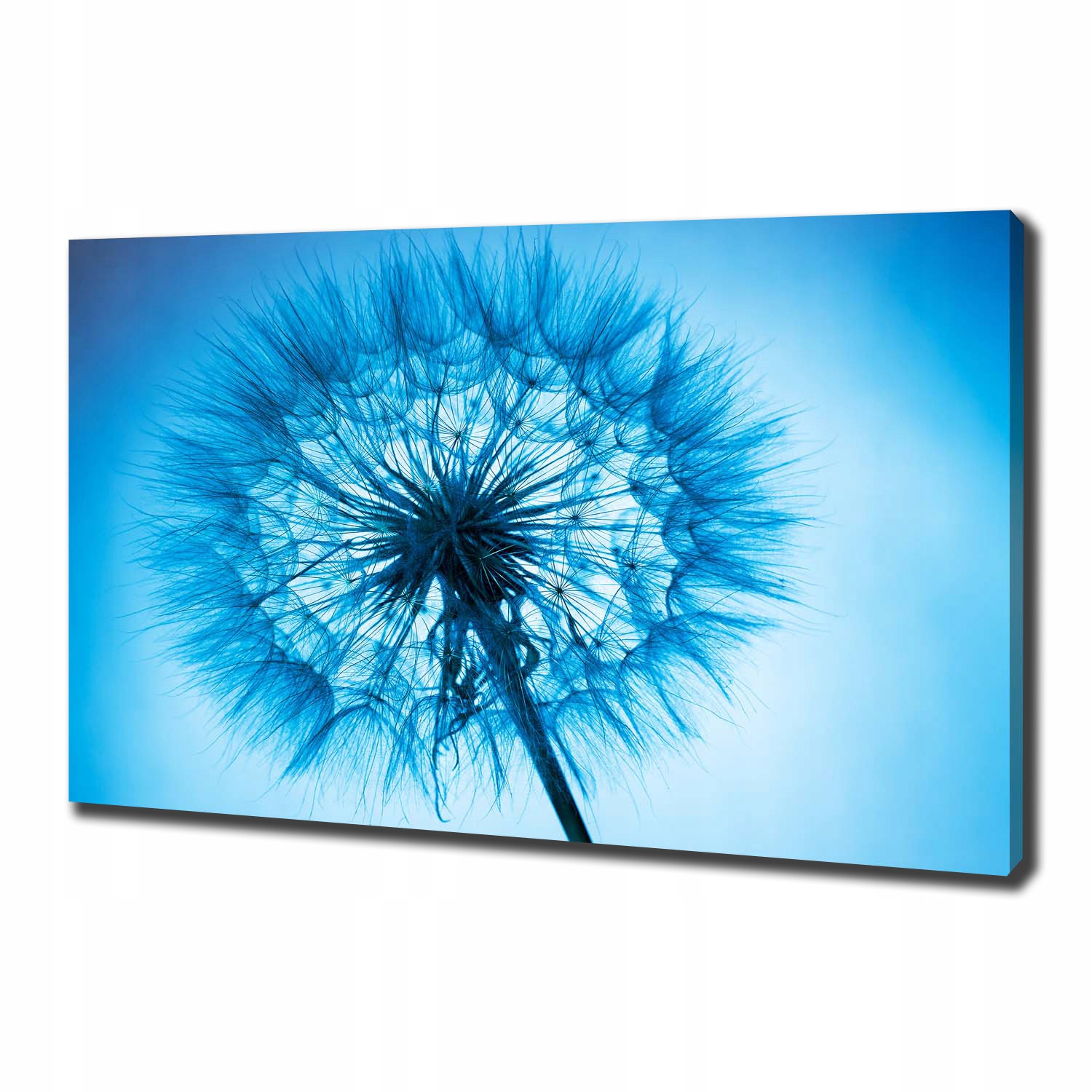 

Foto obraz canvas na ścianę Dmuchawiec 100x70 cm