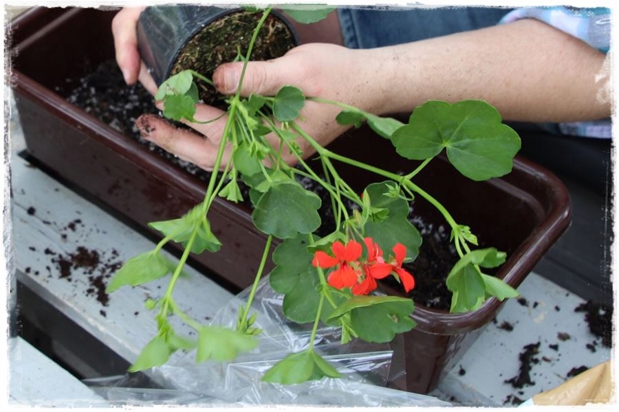 TERRACOTTEM UNIVERSAL - NAWÓZ Z HYDROŻELEM 20 GR - OPIEKUN TWOICH ROŚLIN Producent Target