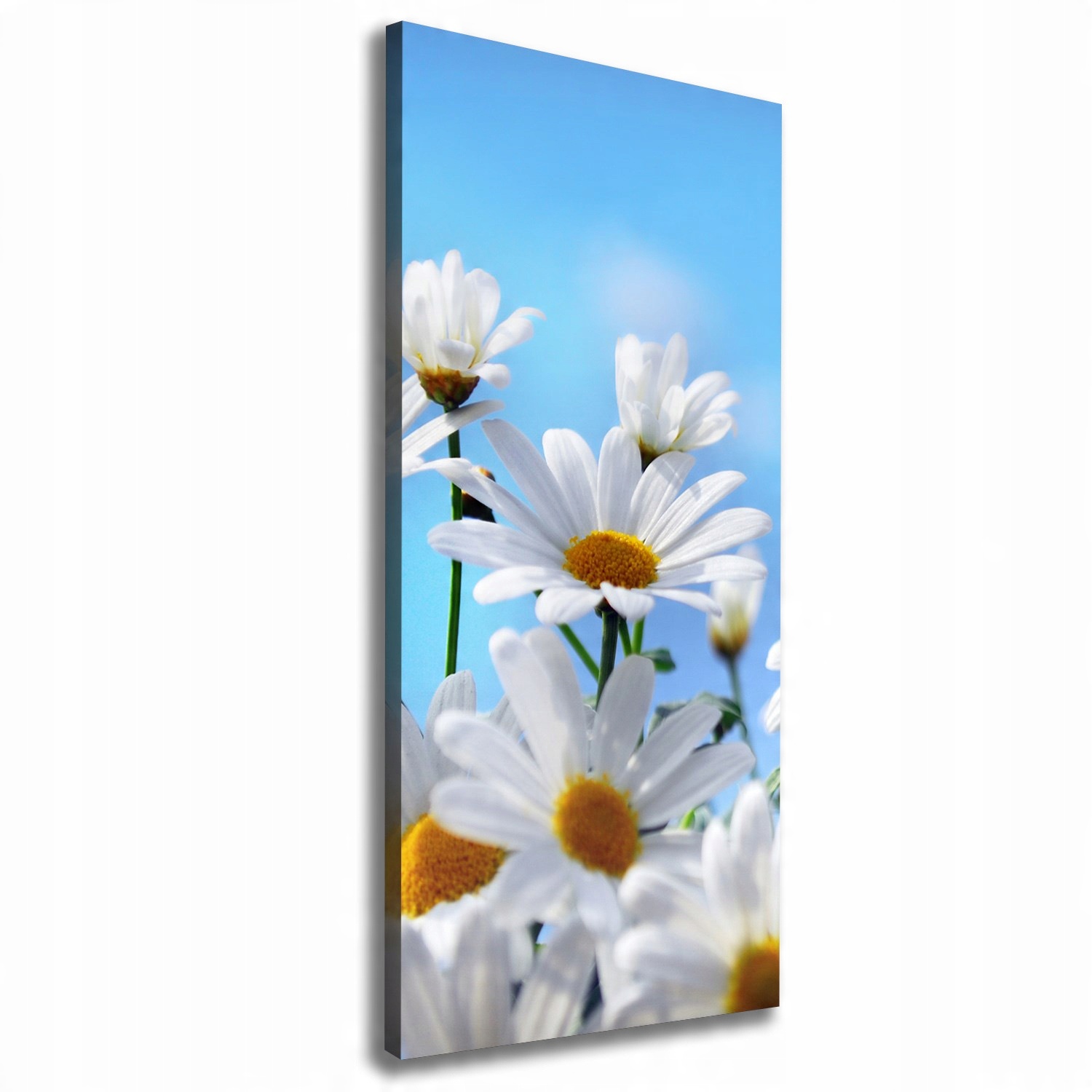 

Foto obraz na płótnie do salonu Stokrotki 50x125cm
