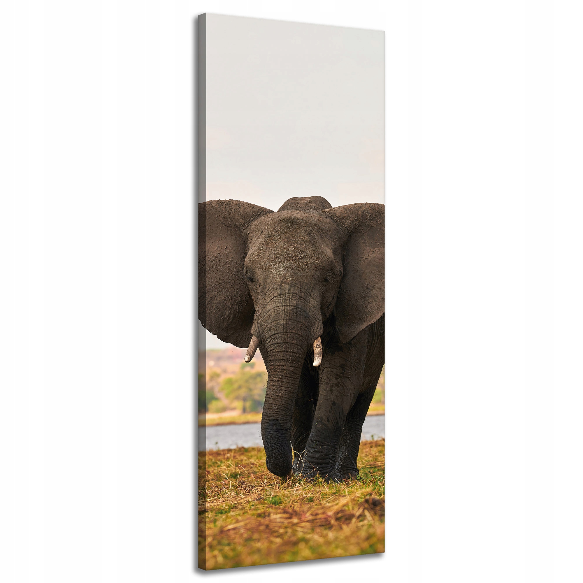 Obraz na plátně Velký šedý slon na savaně 40x120 cm Ideální jako dárek