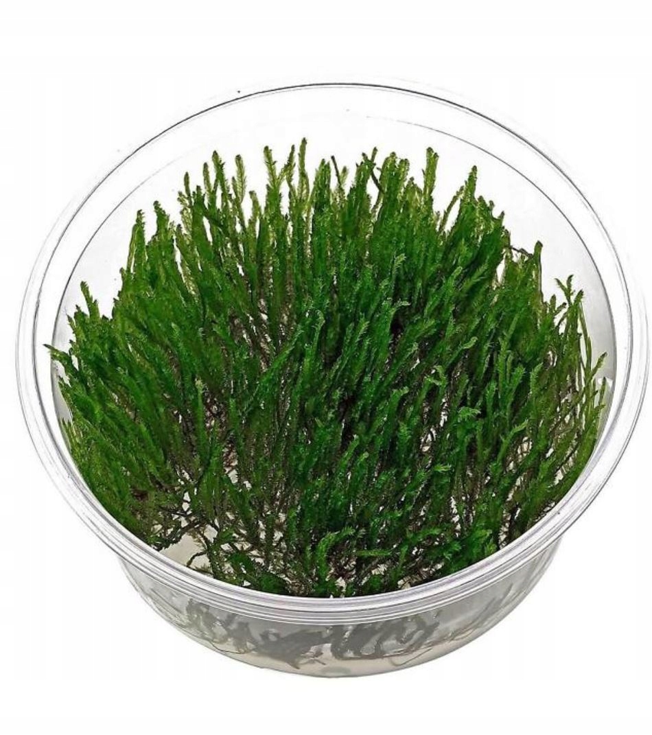 MECH AKWARIOWY WODNY SPIKY MOSS IN VITRO ROŚLINA DO AKWARIUM ŁATWA HODOWLA