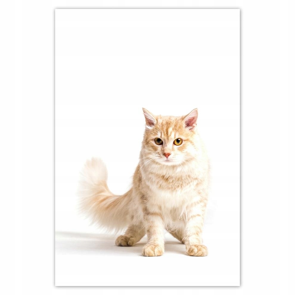 

Plakat 62x93 Kotek Kotki Koty Kicia