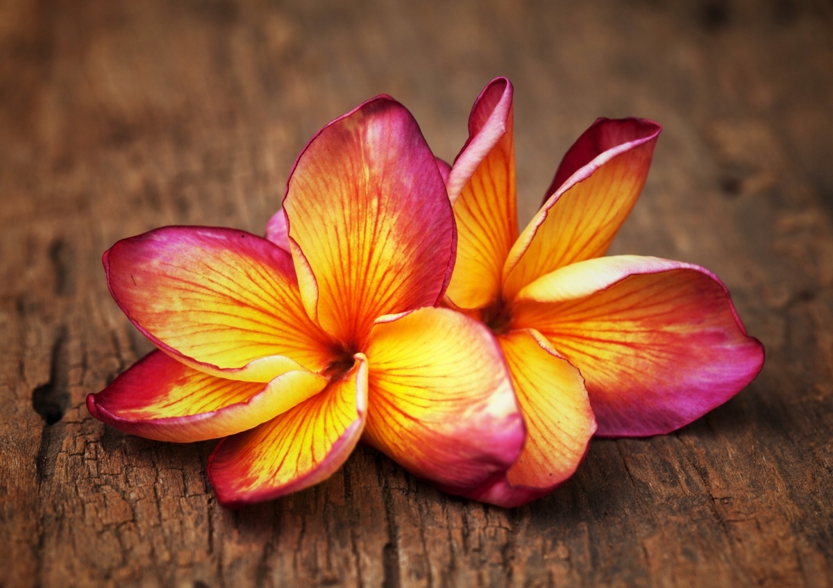 

Tapeta flizelinowa Plumeria Drewno 312x219