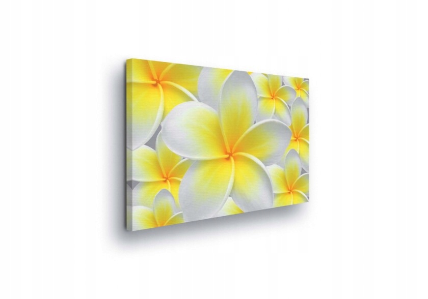 Obraz 100x75 Plumeria Frangipani bílé květy žluté tropické jemnosti