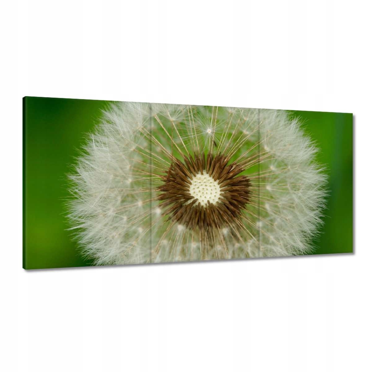Obrazy 180x90 Pampeliška Květ Květiny