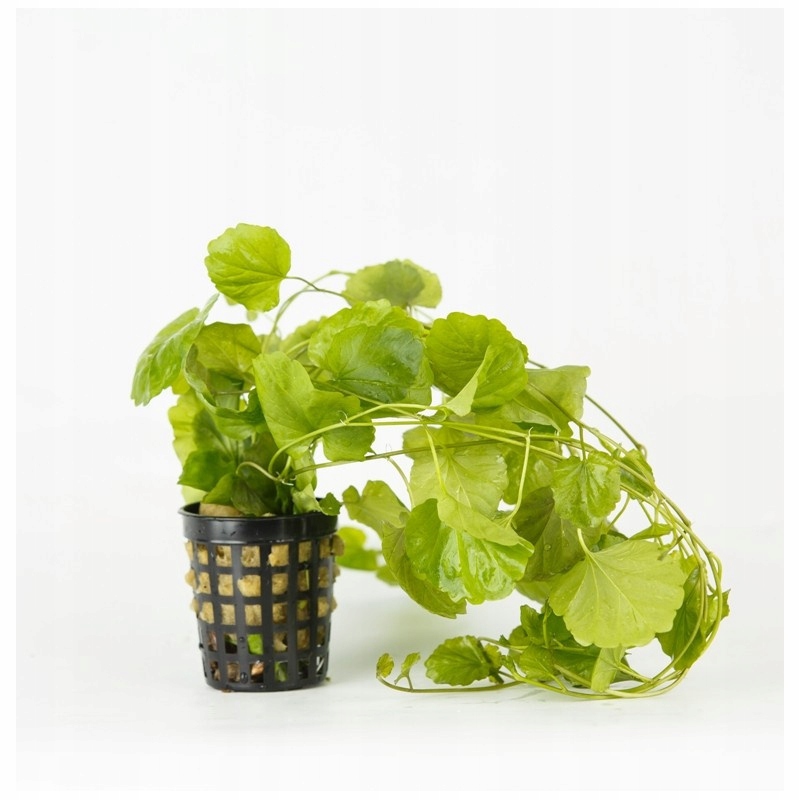 INVITAL Cardamine lyrata koszyk Ø 5,5 cm