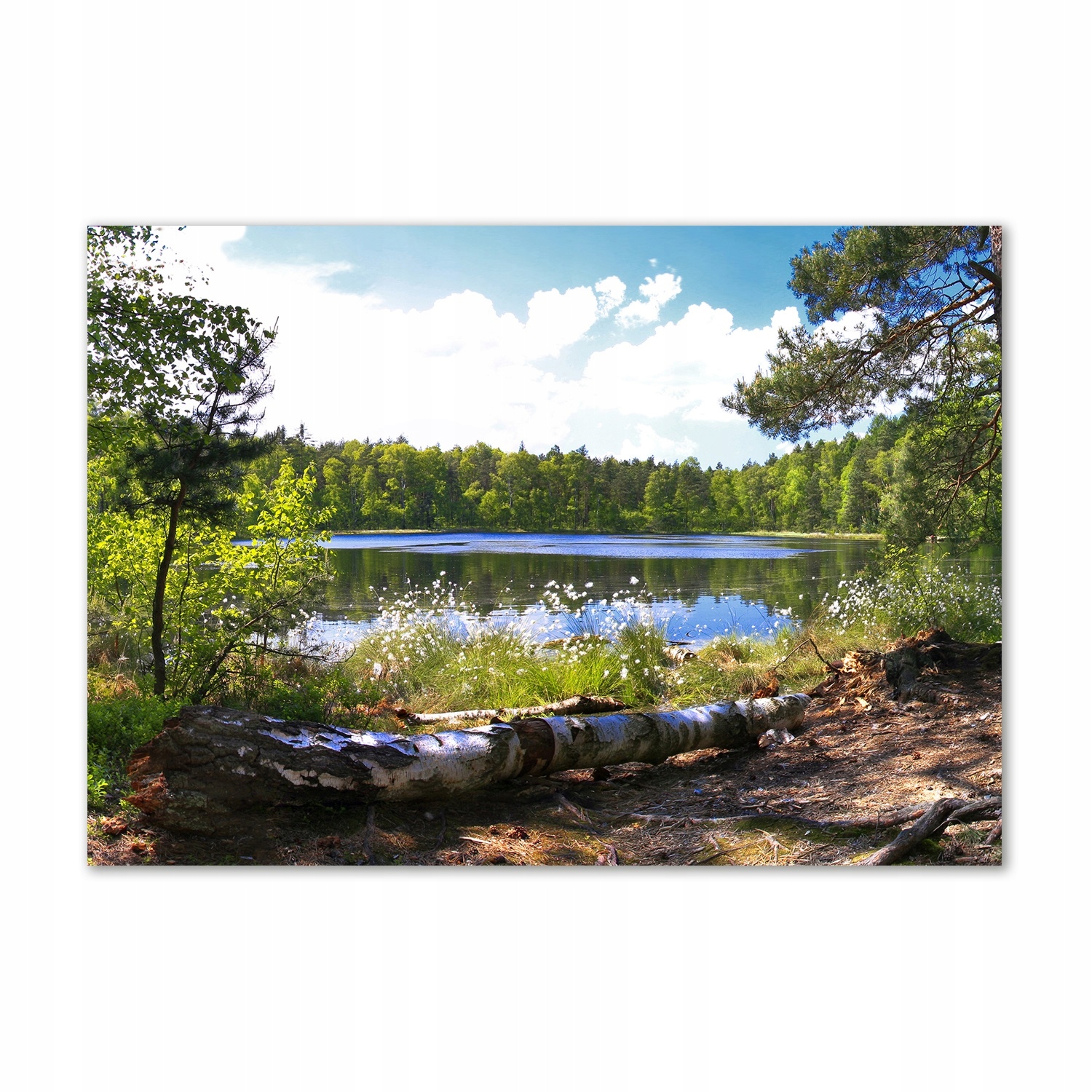 

Foto obraz szkło hartowane Leśna panorama 100x70
