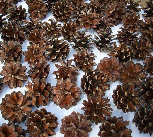 

Szyszki Naturalne Dekoracyjne Z Sosny Szyszka 1KG
