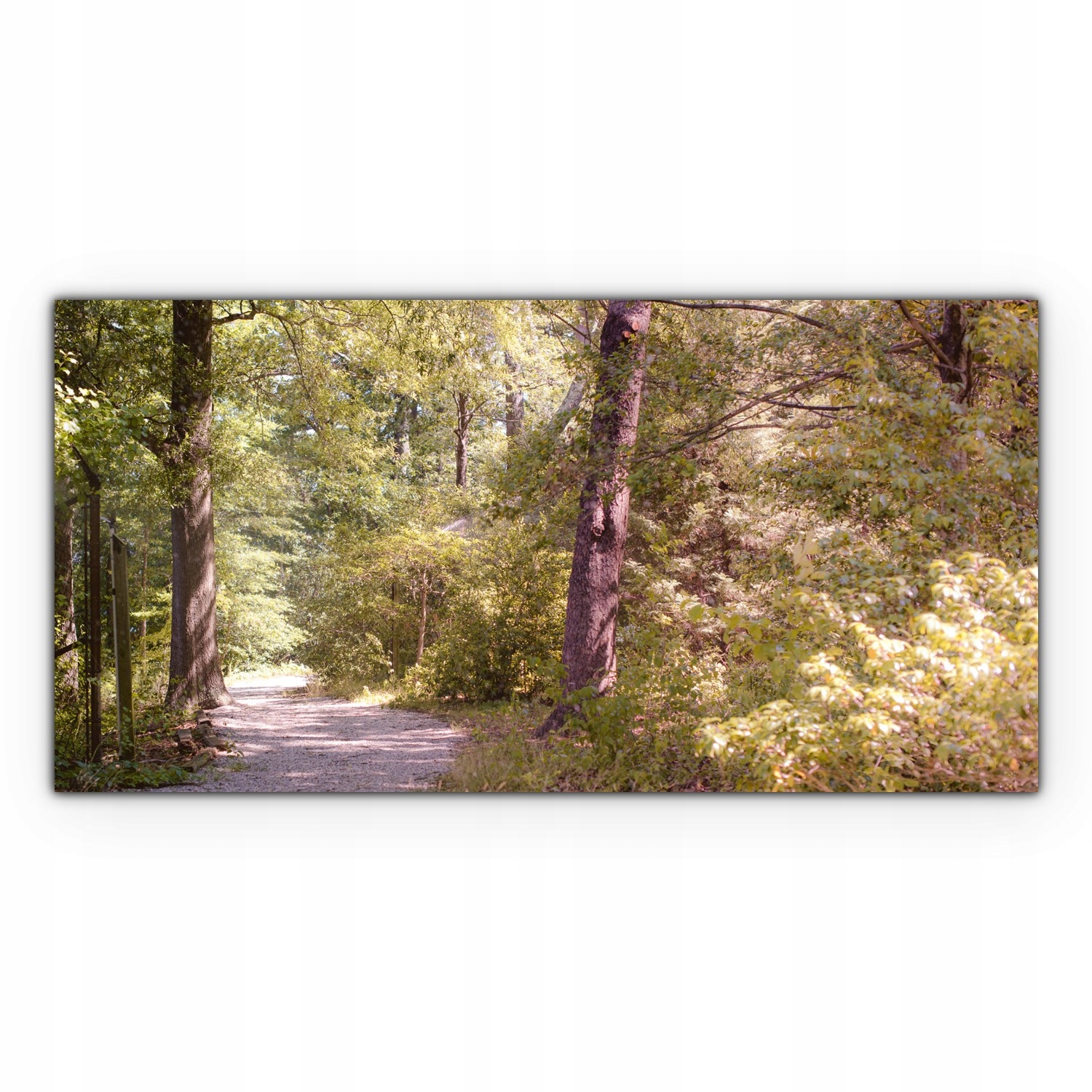 

Obraz na płótnie ścienny 140x70 Las Drzewa Jesień