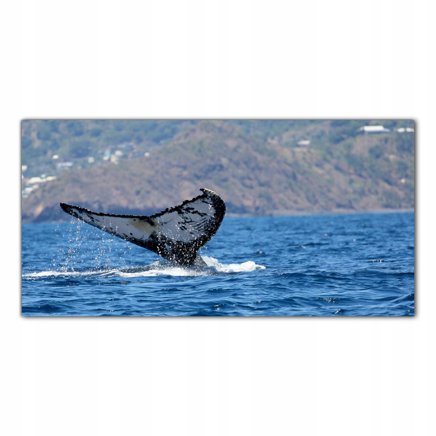 Tropiki Ocean Velryba 120 x 60 cm Panely do kuchyně