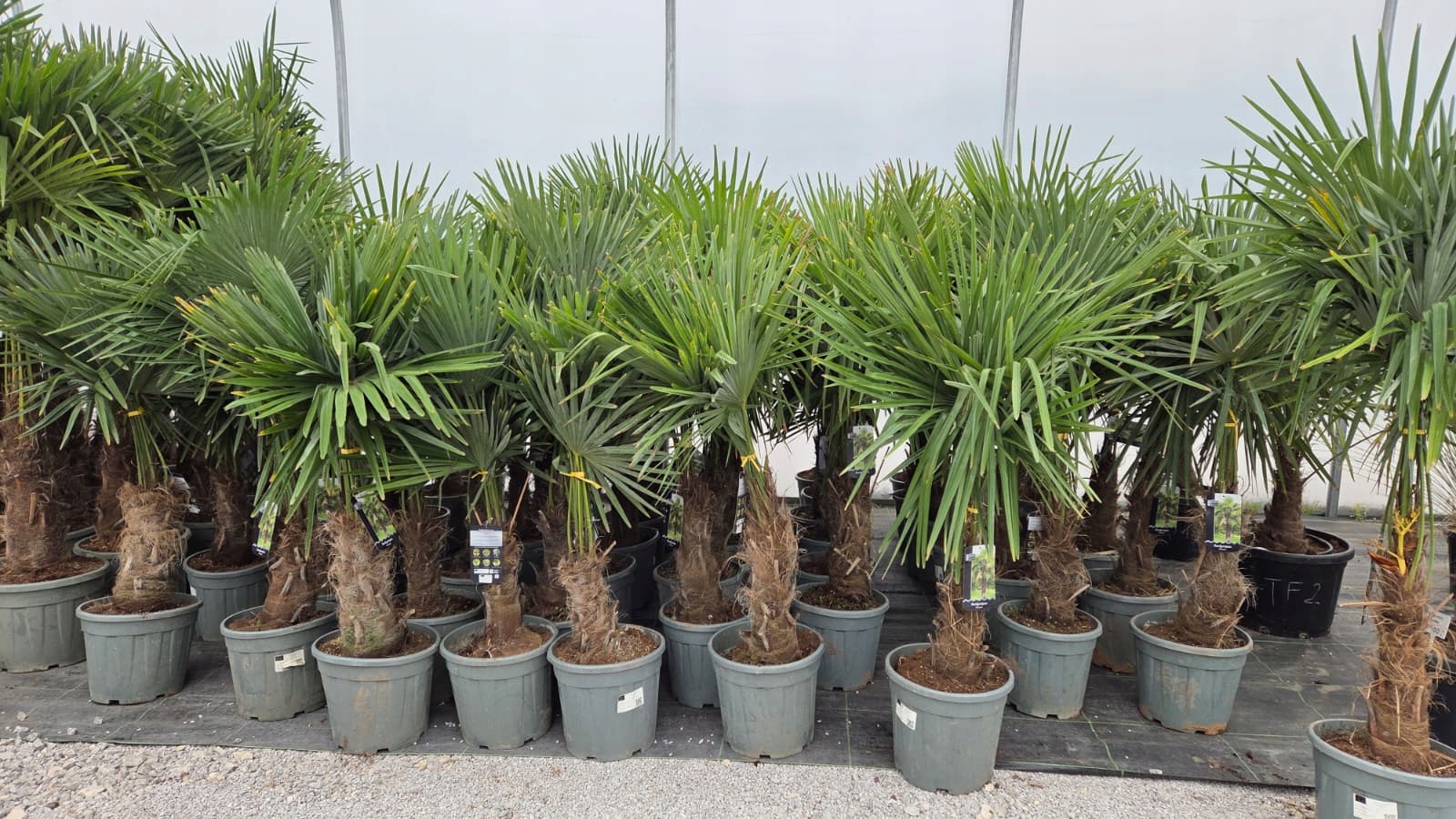 Palma Mrozoodporna Trachycarpus Fortunei SZORSTKOWIEC