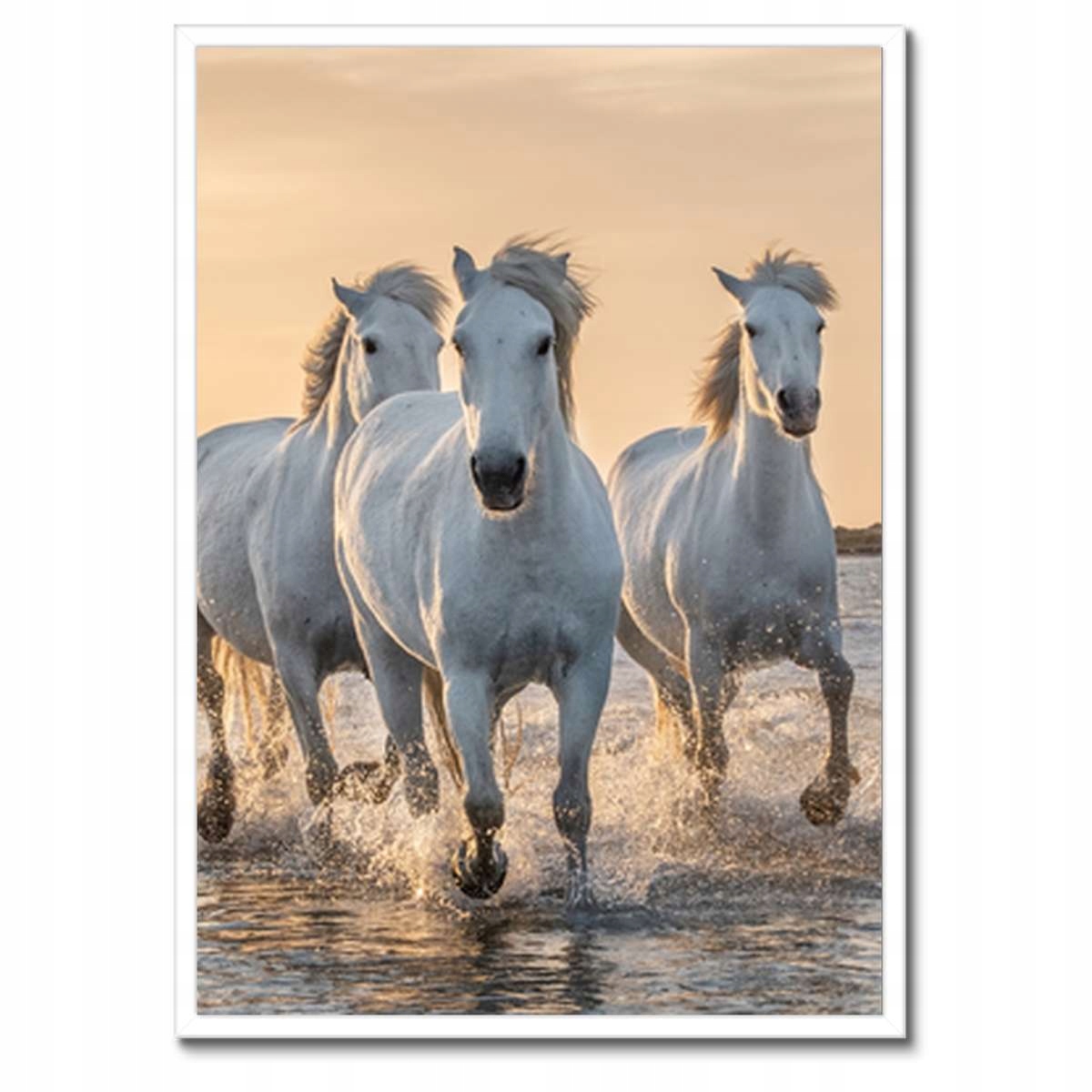 Plakáty v rámu 50x70 Divocí koně Wild Horses