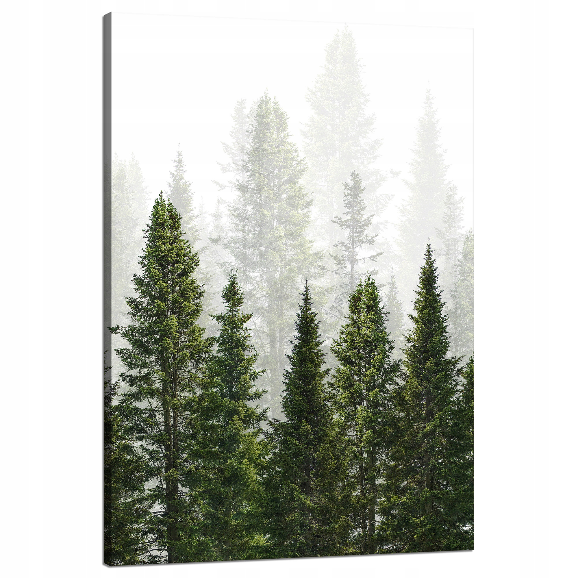 Obraz na plátně Dešťový les Příroda Stromy 80x120 cm