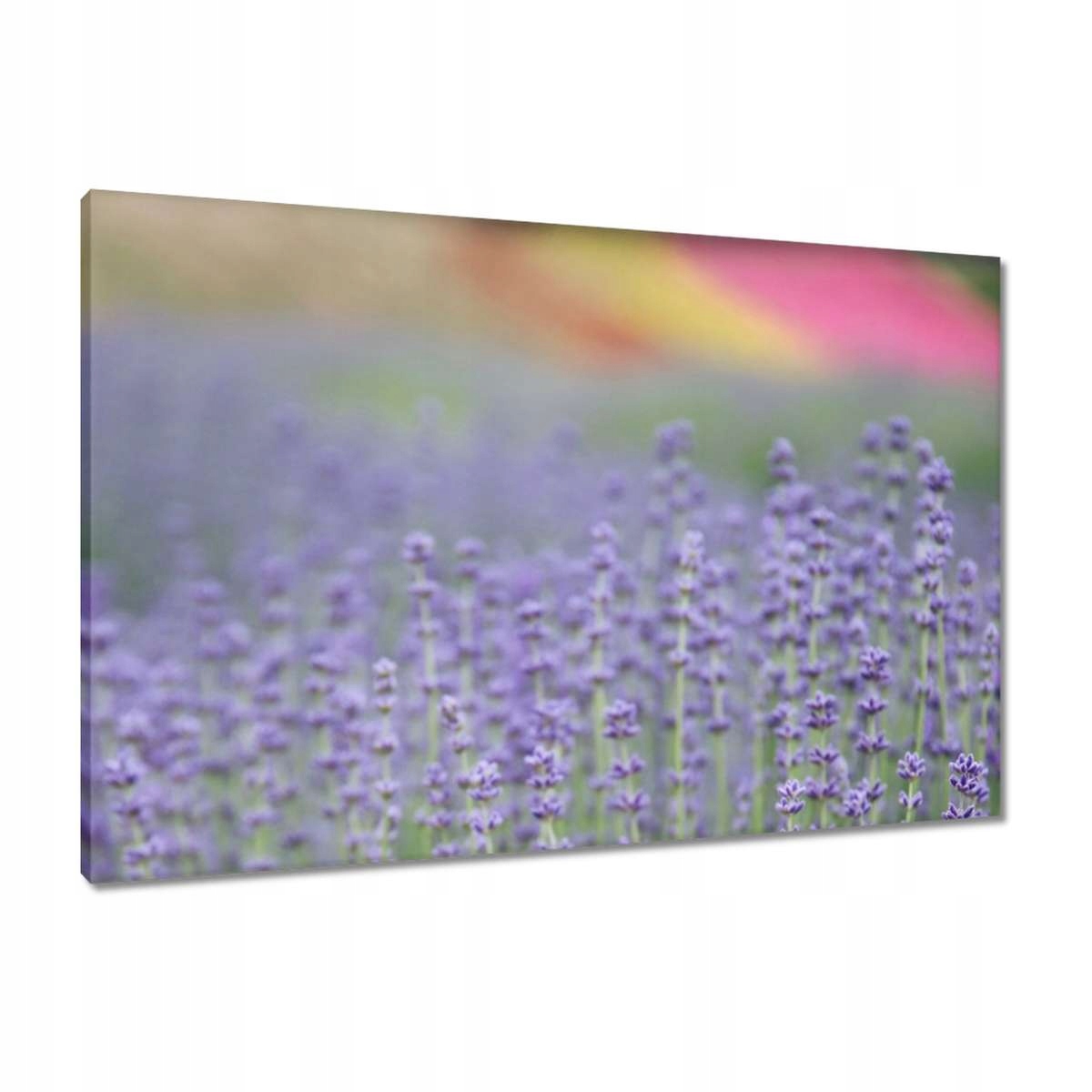 Obrazy 90x60 Levandule Levandulový svět
