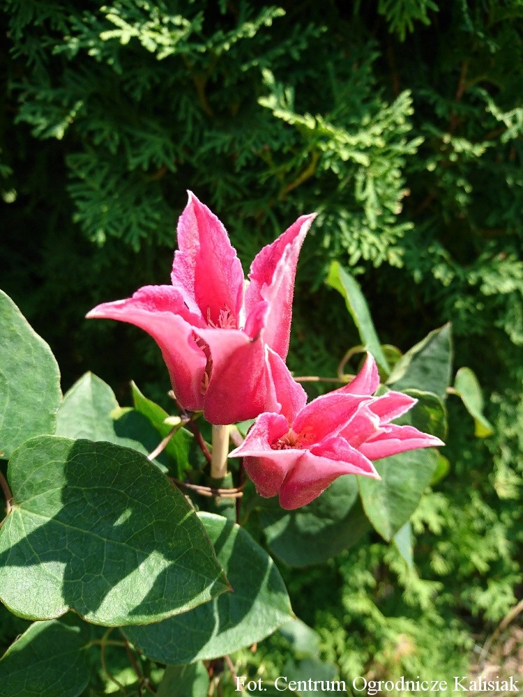 Clematis 'Happy Diana' Powojnik 70-90 cm 2L