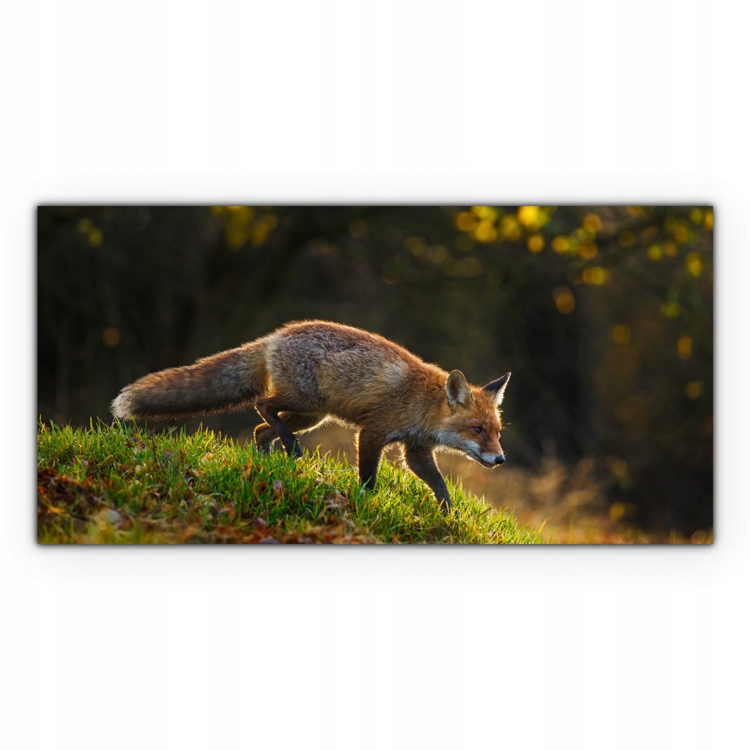 

Canvas na ramie na ścianę 100x50 Lis Jesień Natura