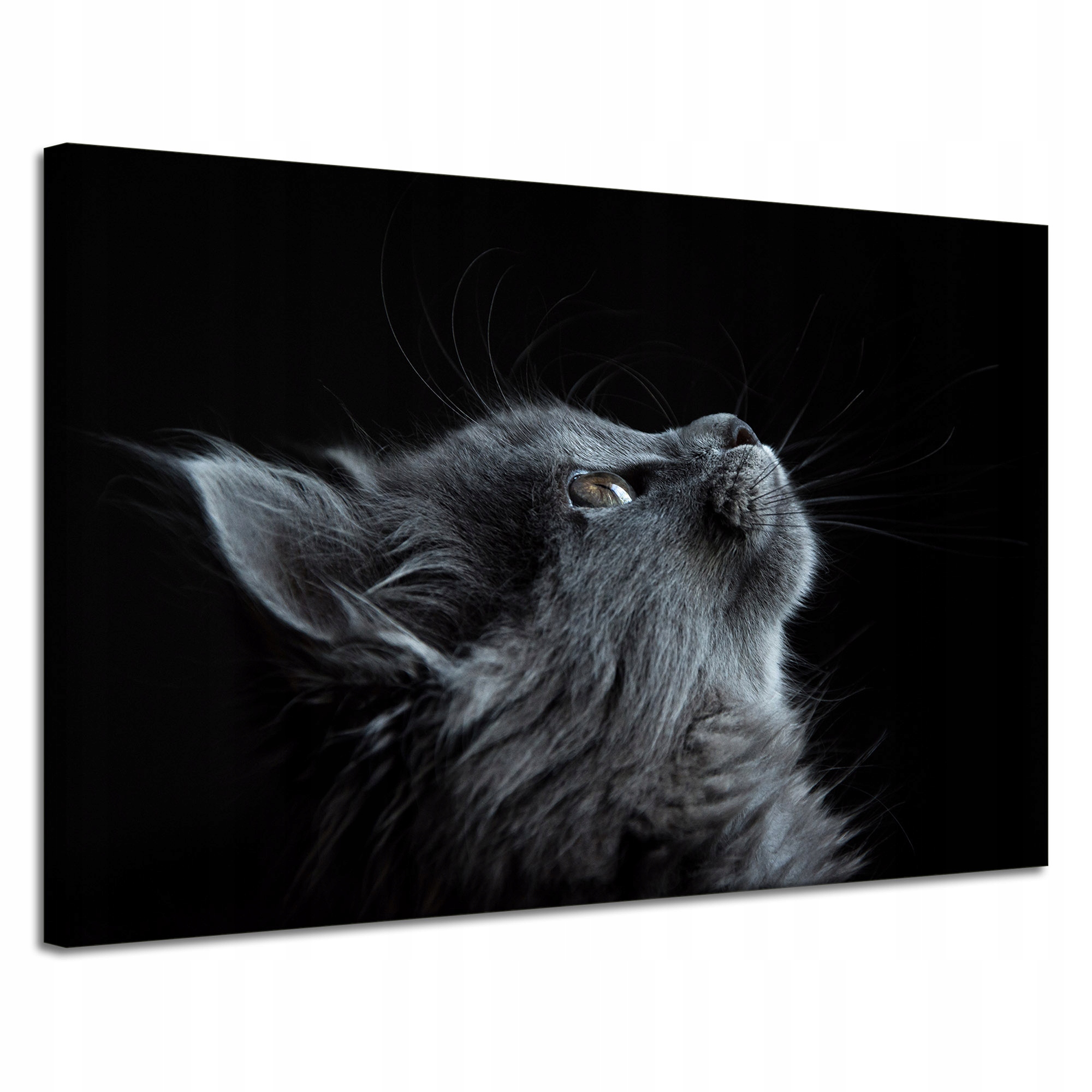 Obraz Canvas Zvířata Kočka Šedá na plátně 120x80